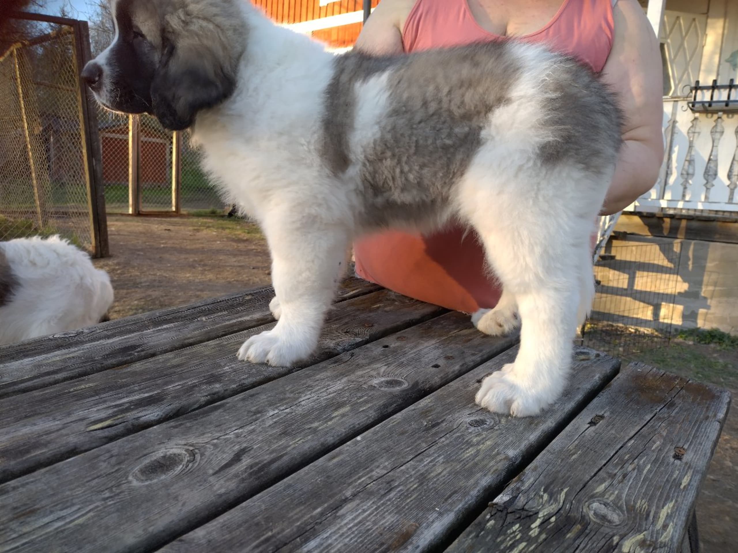 Pyrenean Mastiff · Grängesberg · Dulanilo's