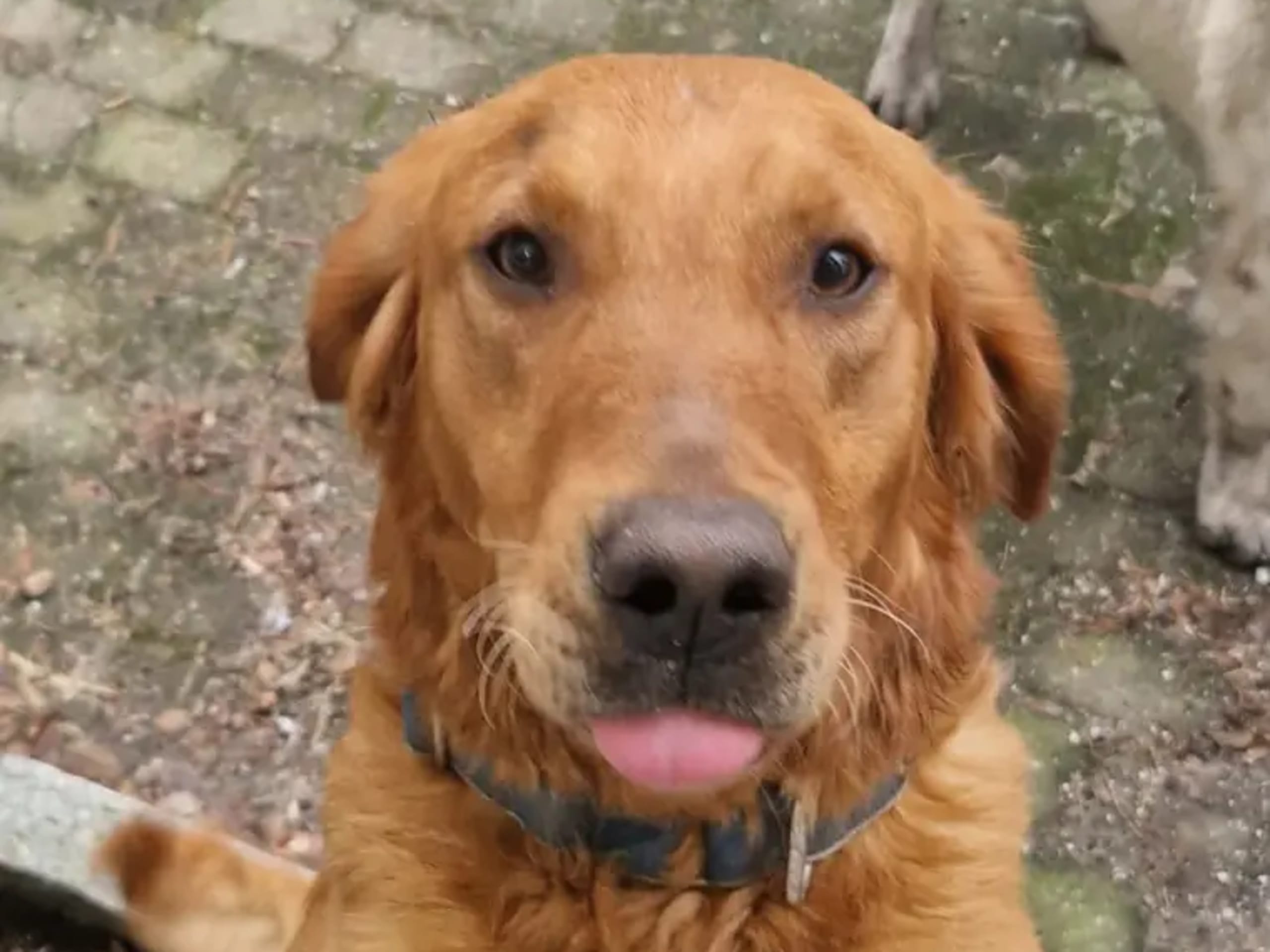 Golden retriever · Tørdal · Simen Lohne Rønning