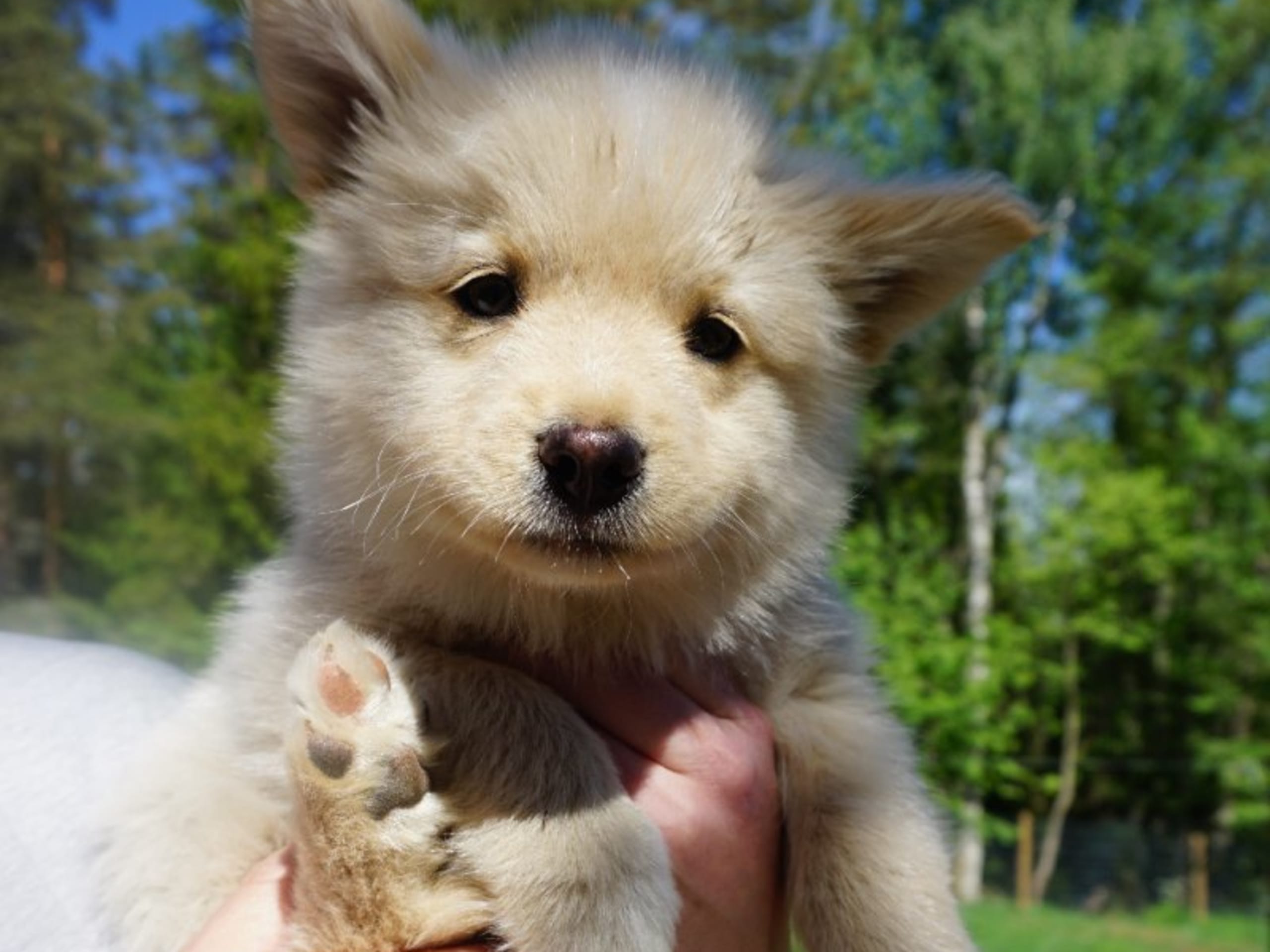 Finnish Lapphund · Uppsala · Vita Nattens