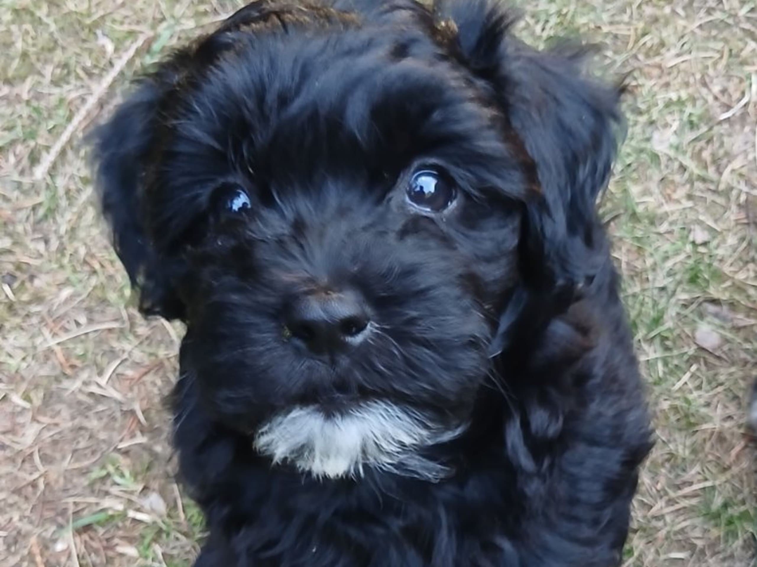 Bichon havanais · Veberöd · Hedbergs Härliga
