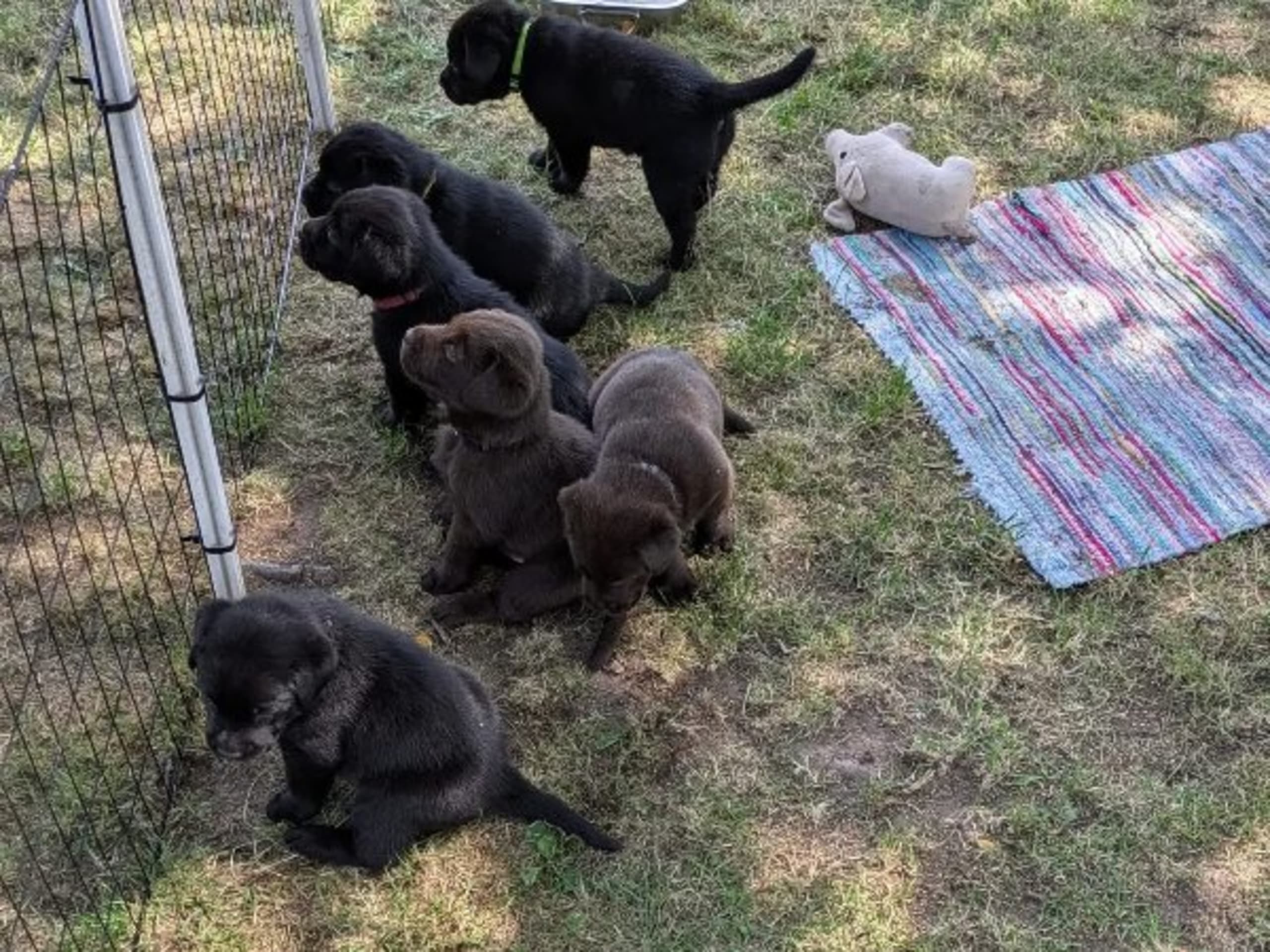 Labrador Retriever · Tidaholm · Runnekullen's kennel
