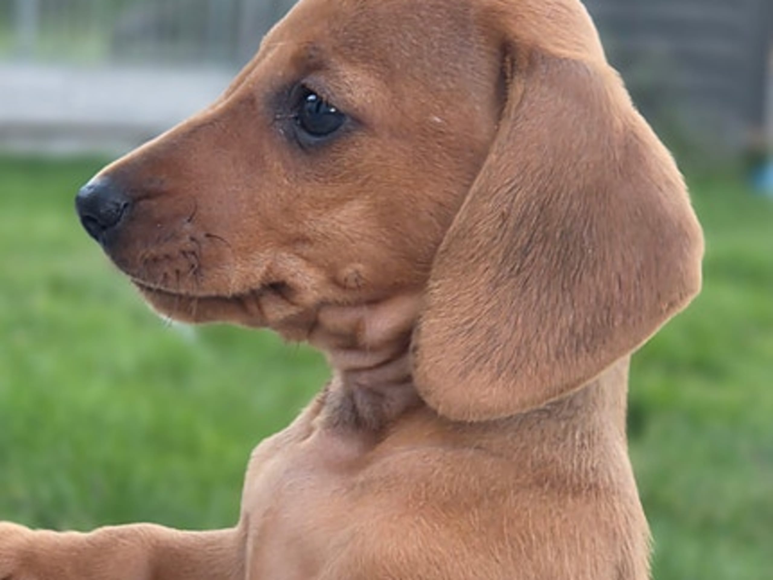 Dachshund · Elverum · Kirsten Næss