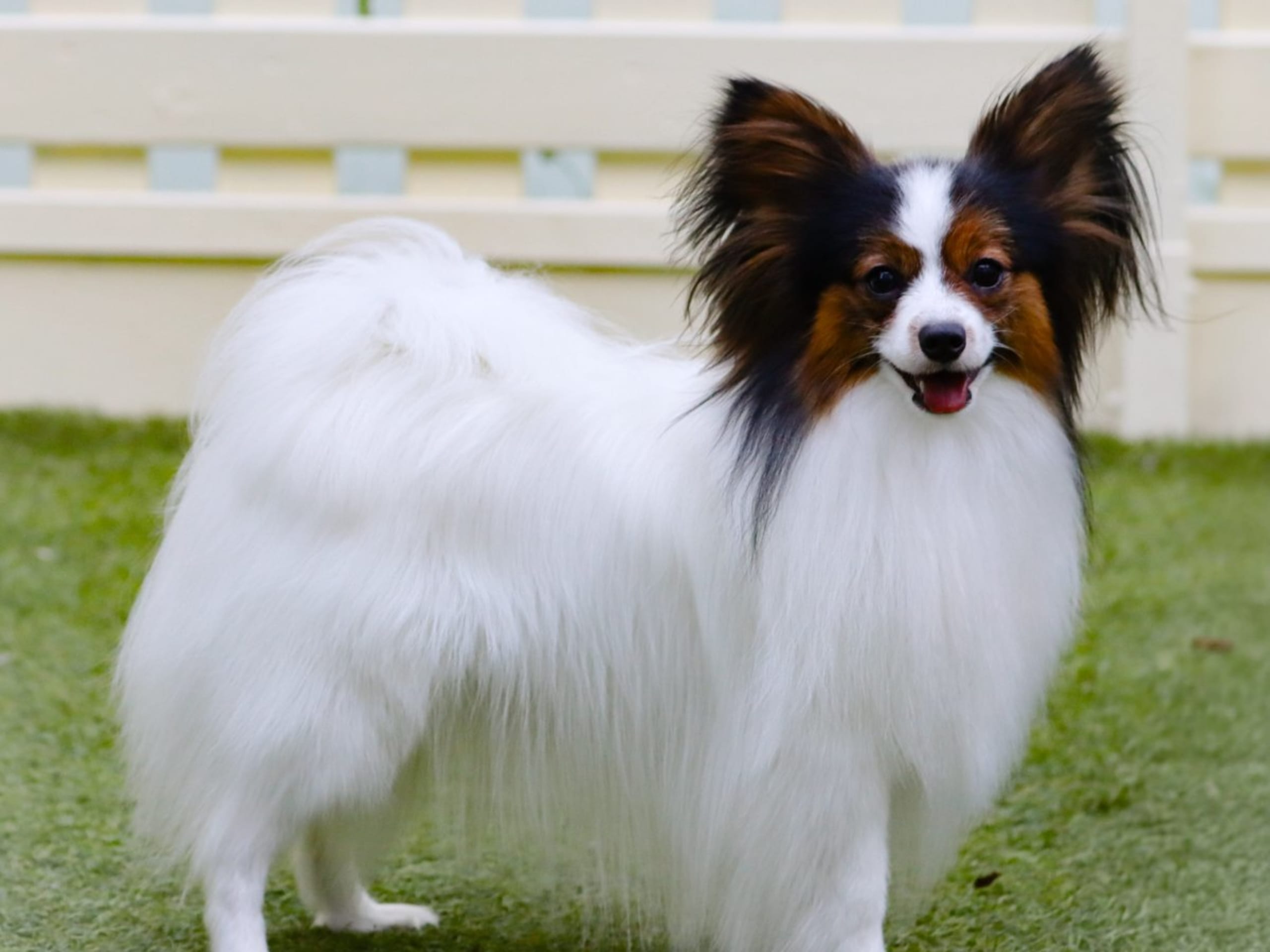 Papillon · Spånga · Sweet Desires Kennel
