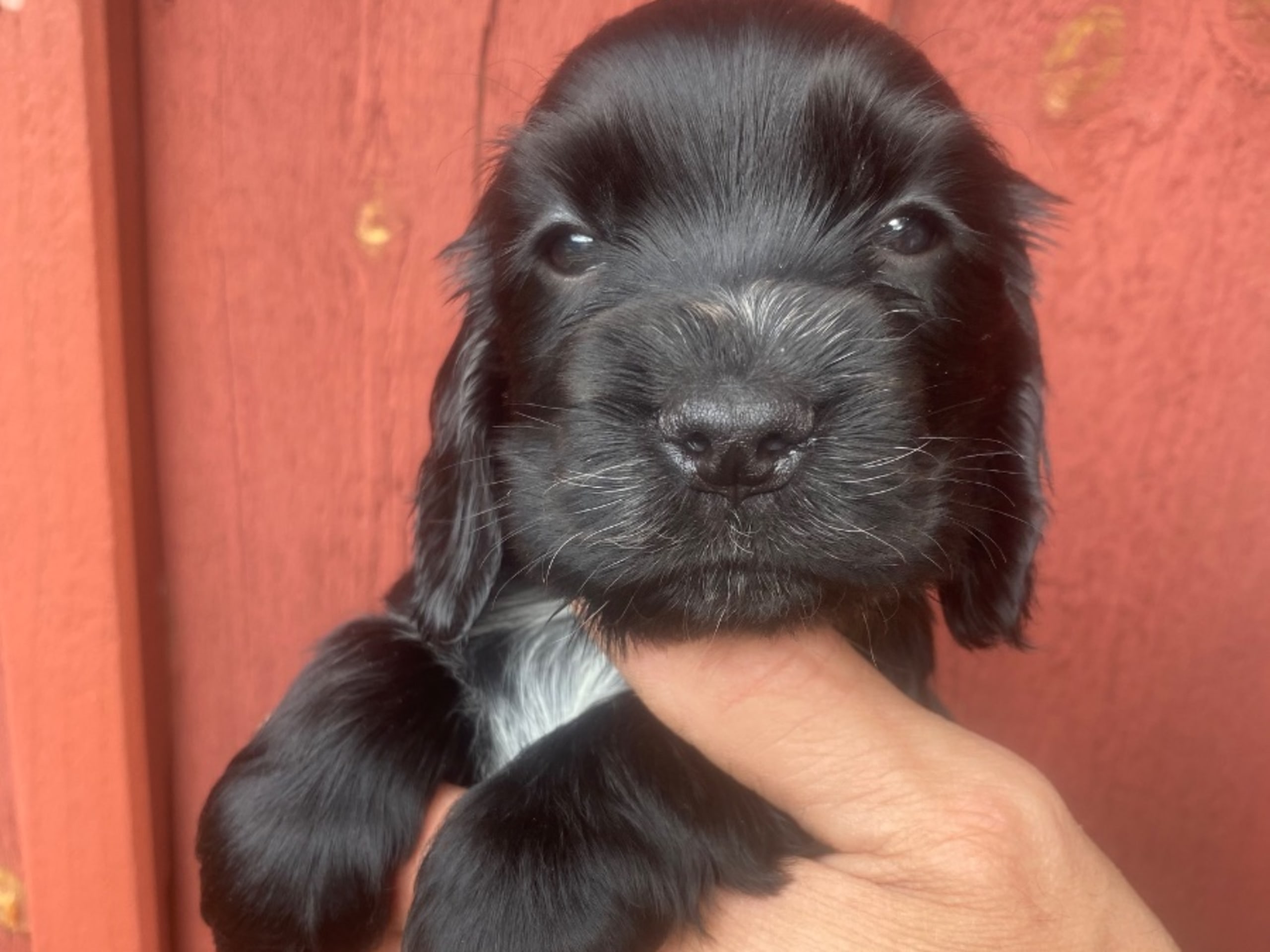 Cocker spaniel
