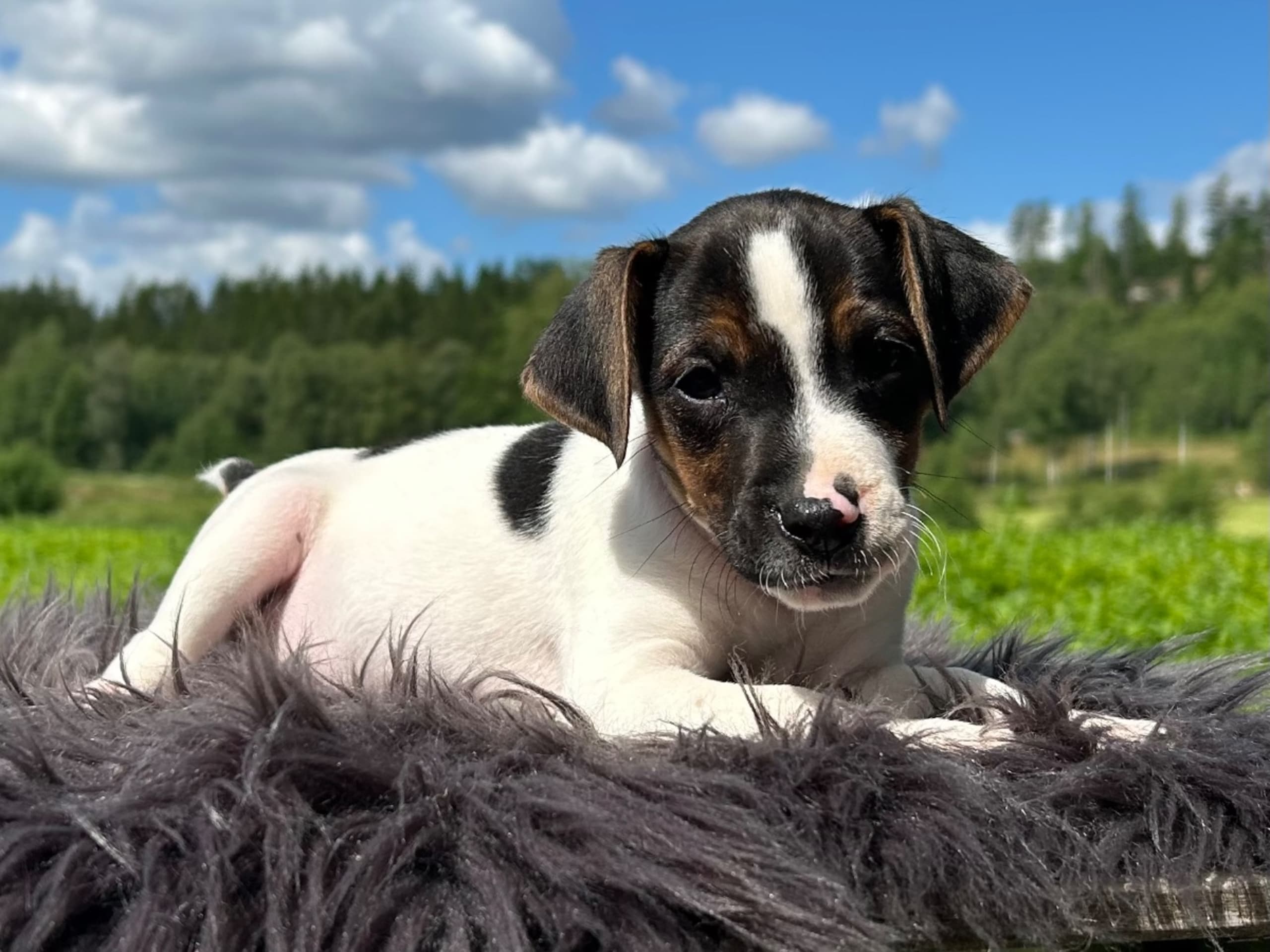 Danish Swedish Farmdog · Älekulla · Lillhovens
