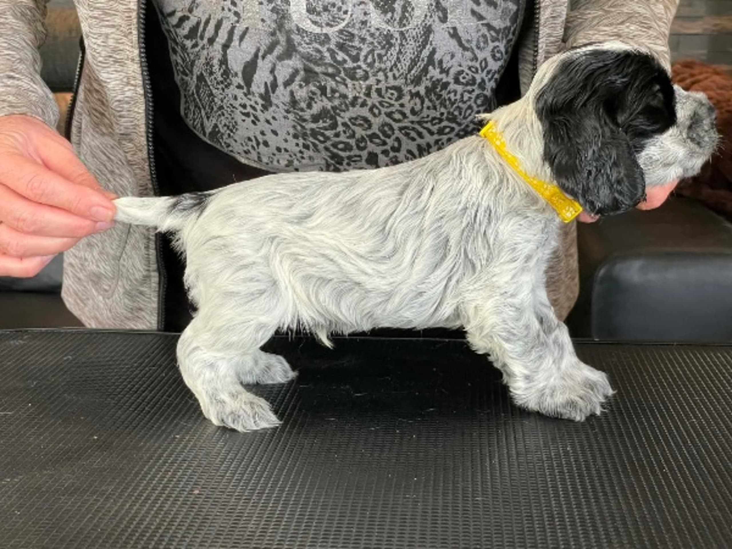 Cocker spaniel · Fotskäl · Afrodias