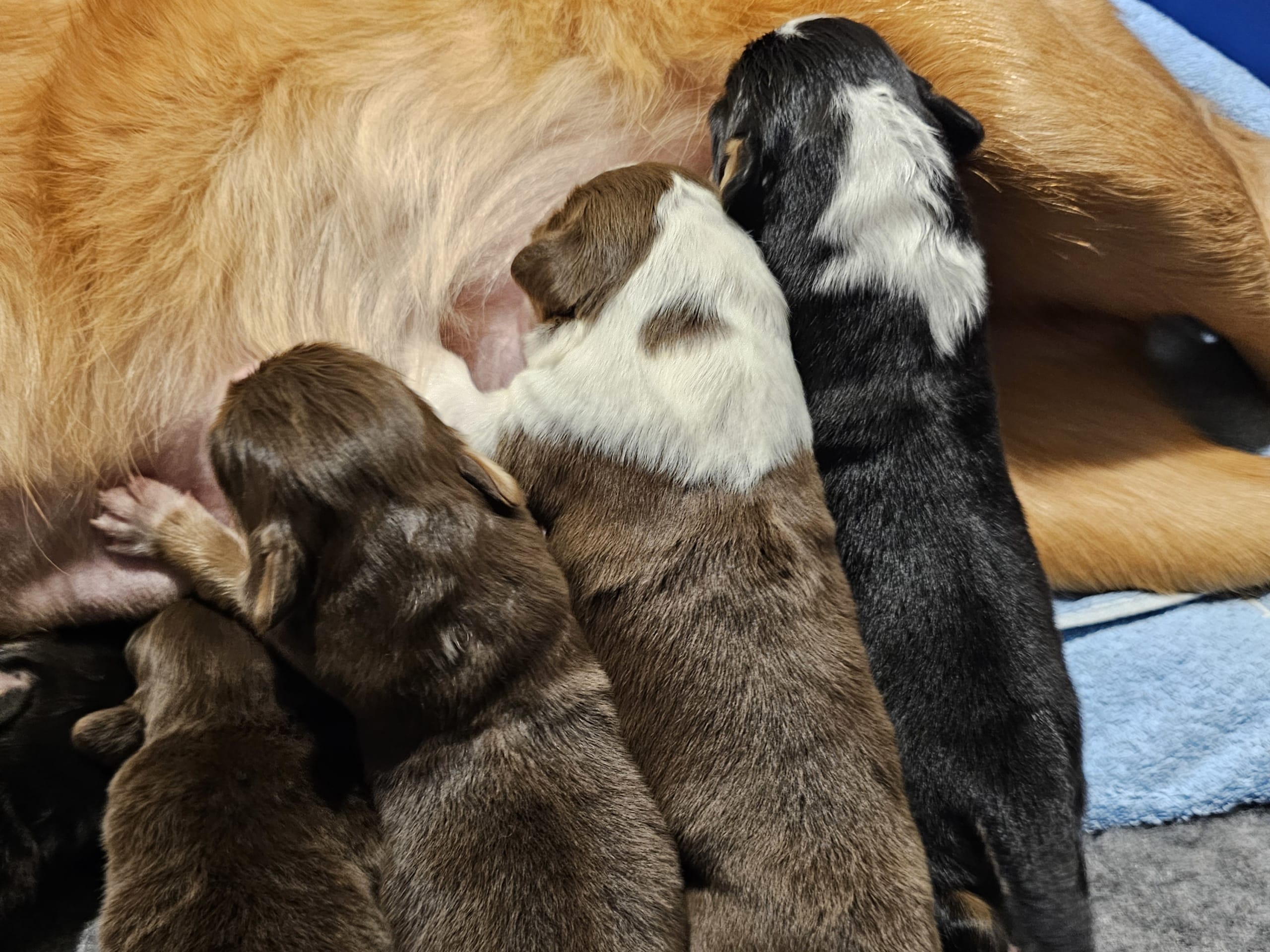 EEVD/ Australian Shepherd · Västra Frölunda · Isabells S.