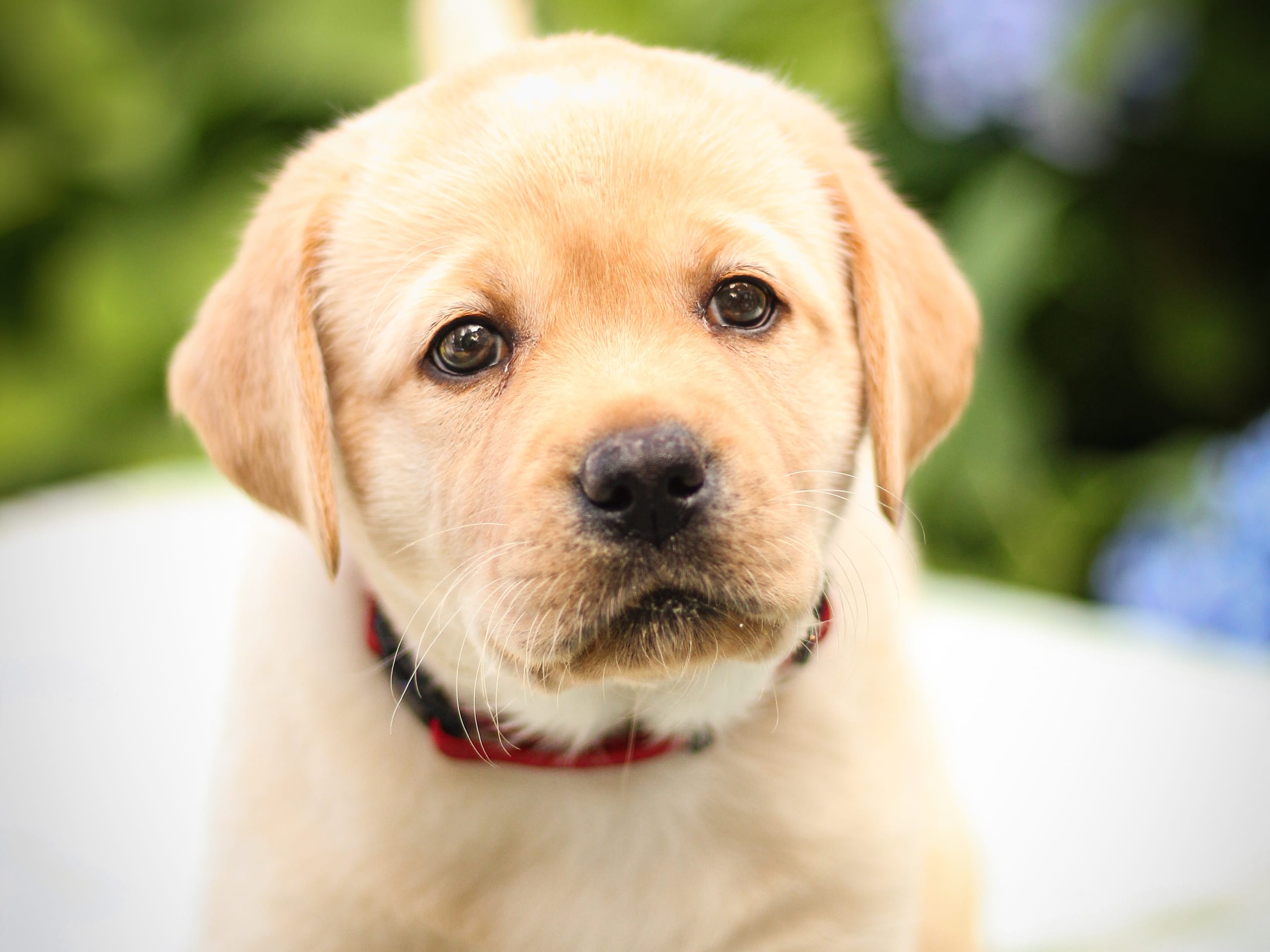Labrador Retriever · Svärtinge · Blankgölens kennel
