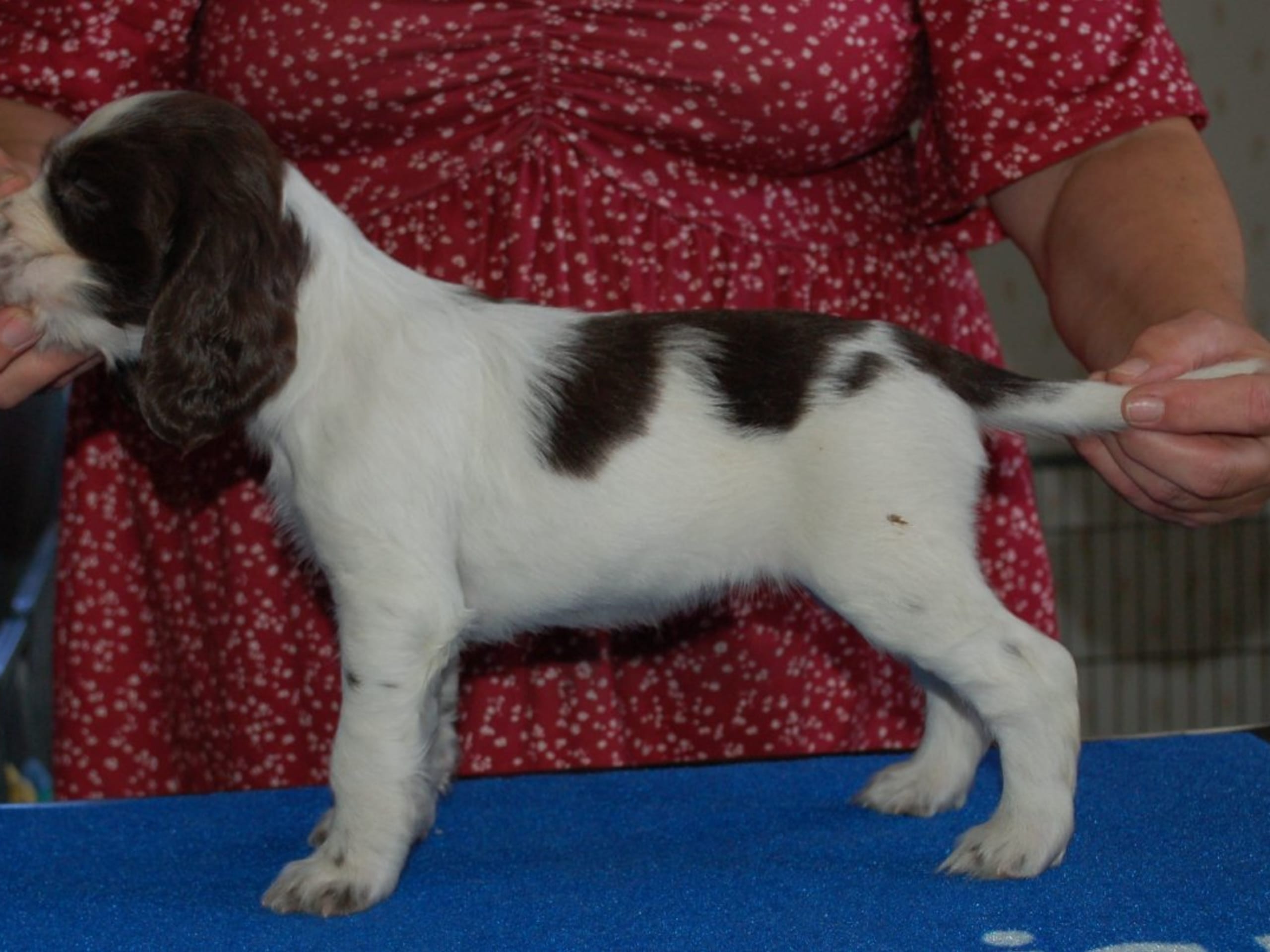 Engelsk springer spaniel · Mellerud · Ripplings