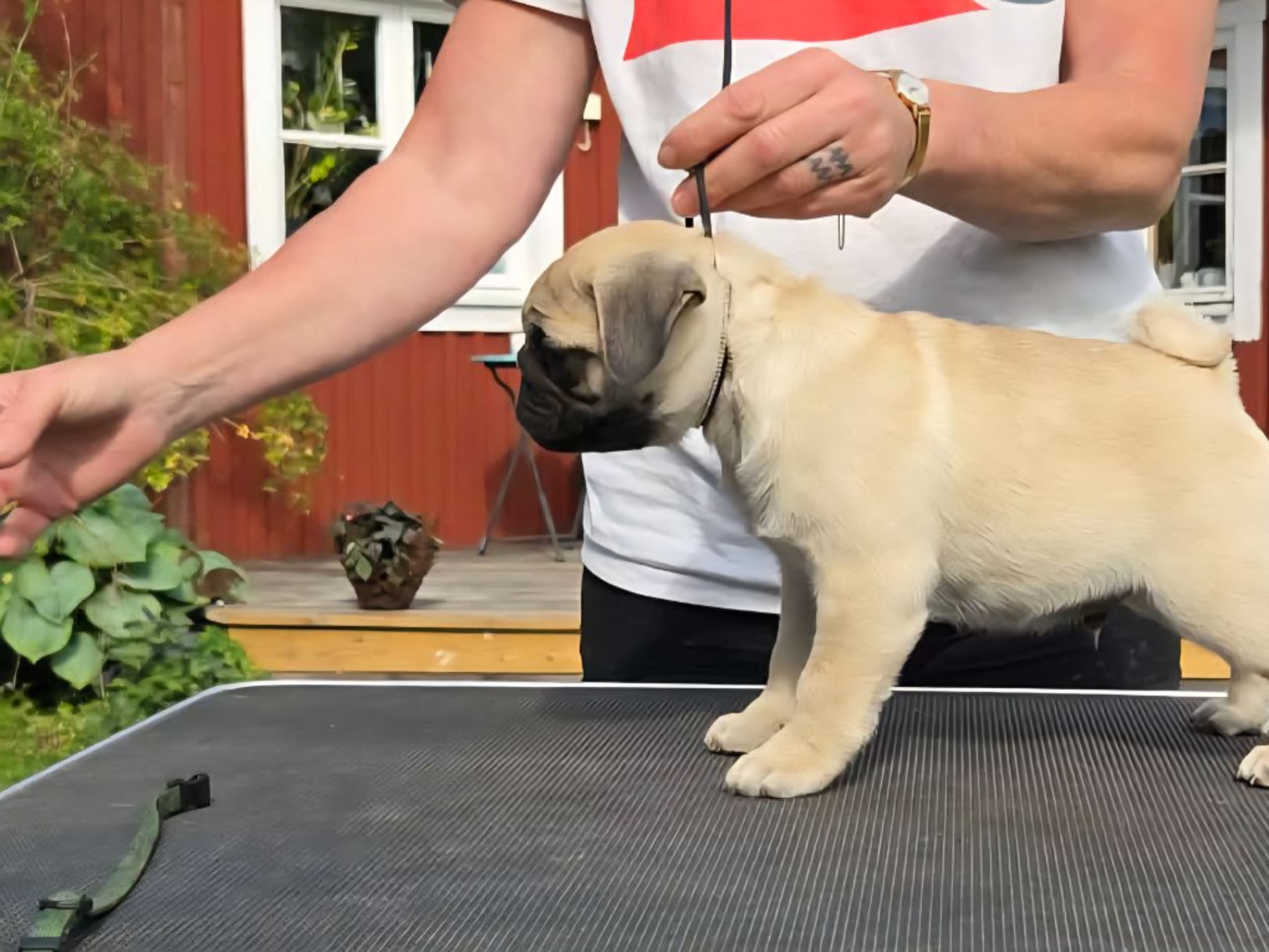 Mops