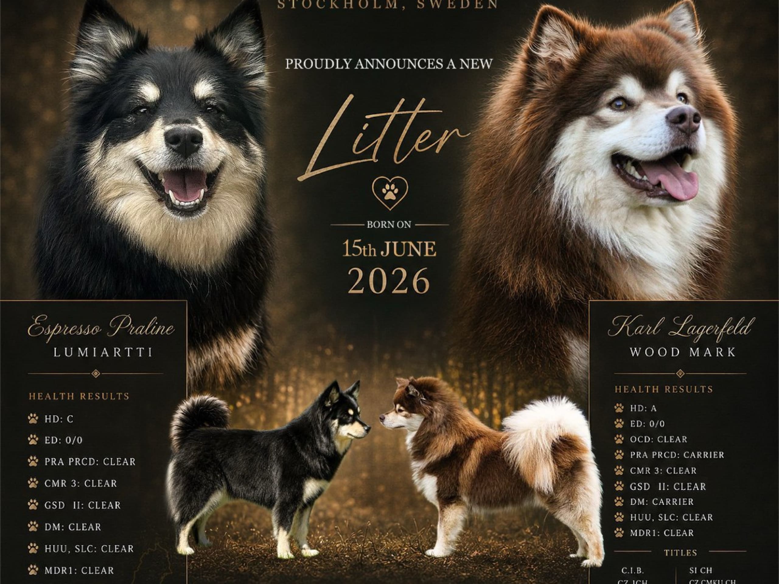 Finnish Lapphund · Åkersberga · Ancient