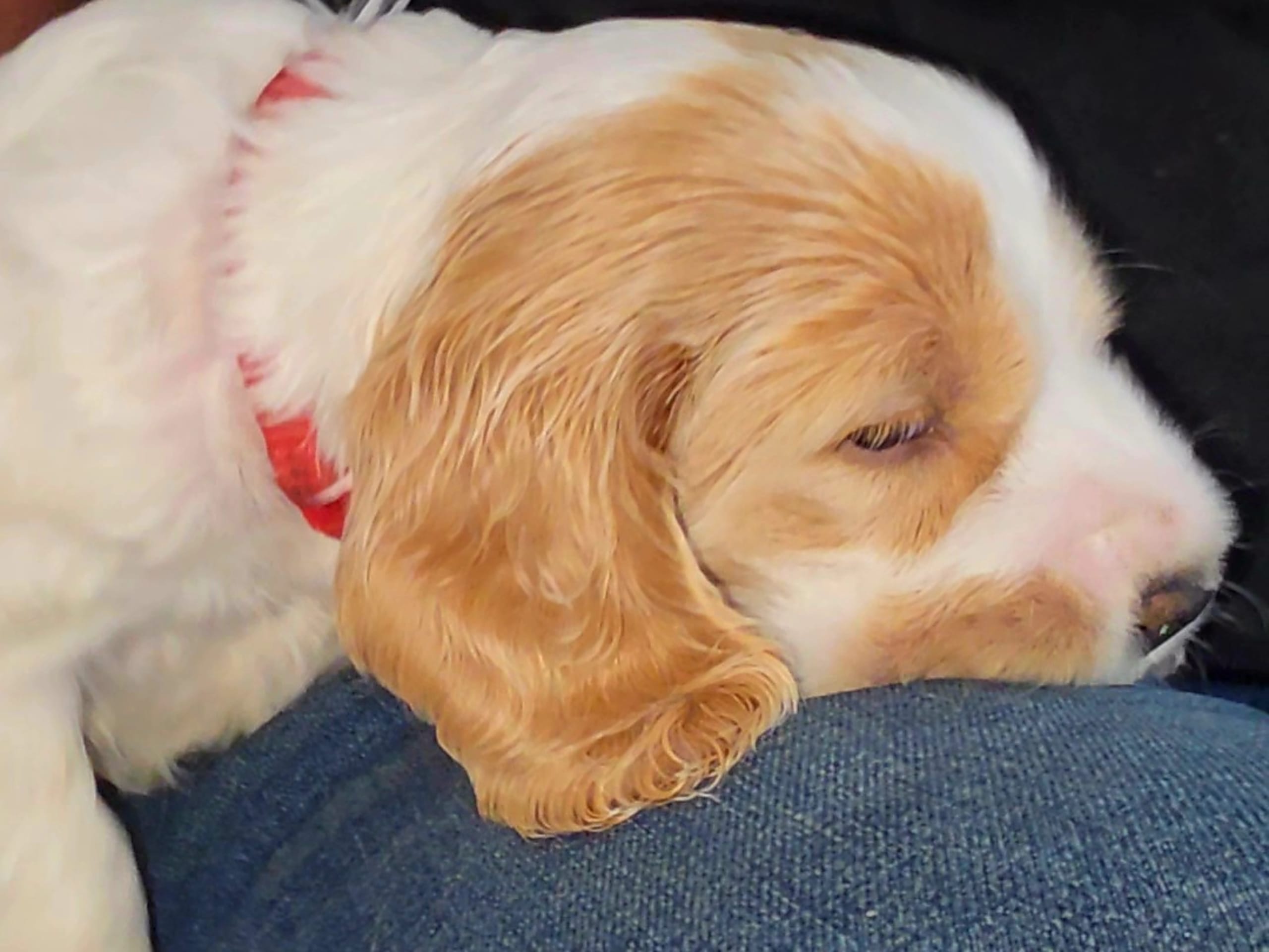 Cocker Spaniel · Södertälje · Savanah B.