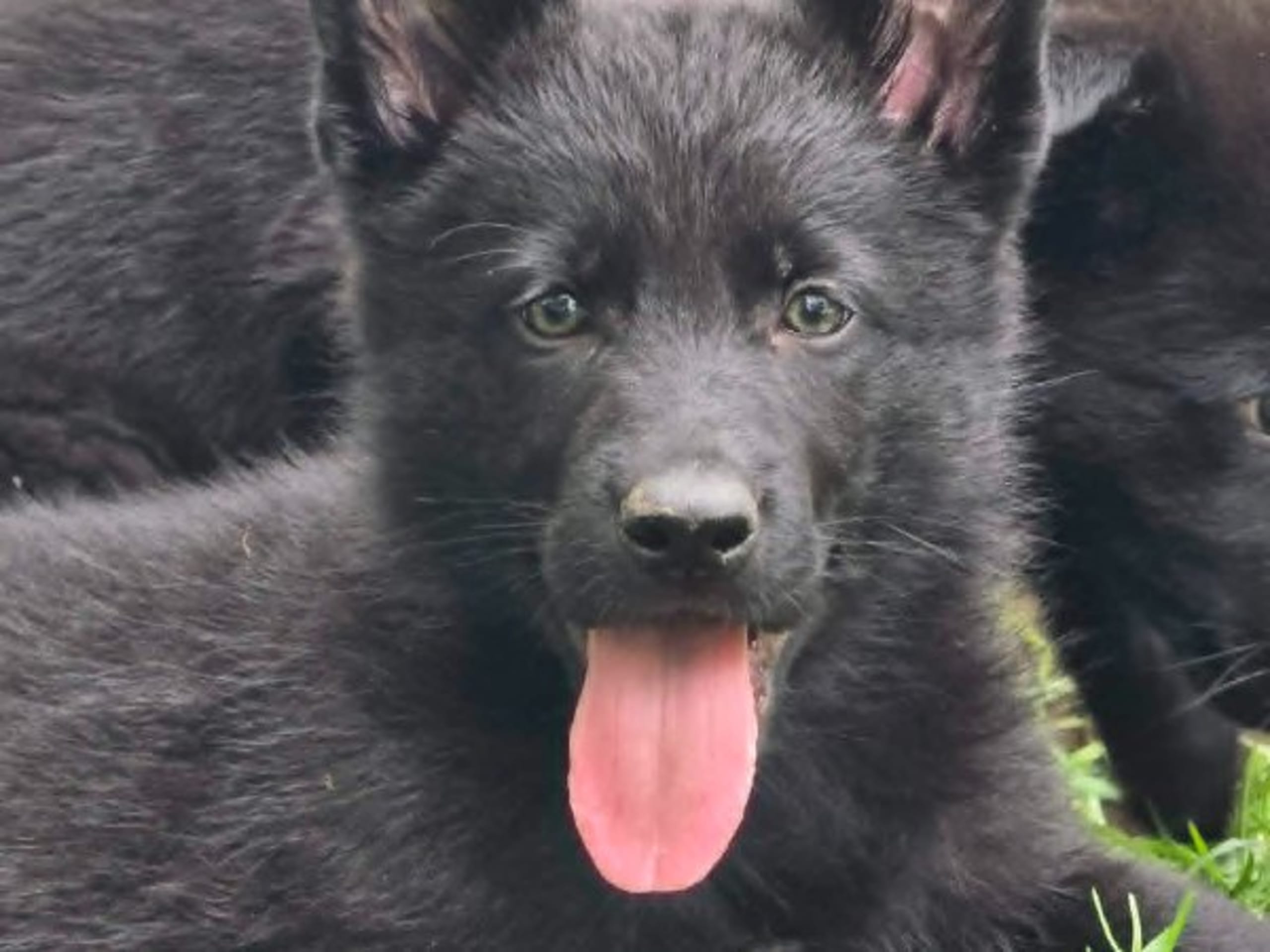 Schäferhund