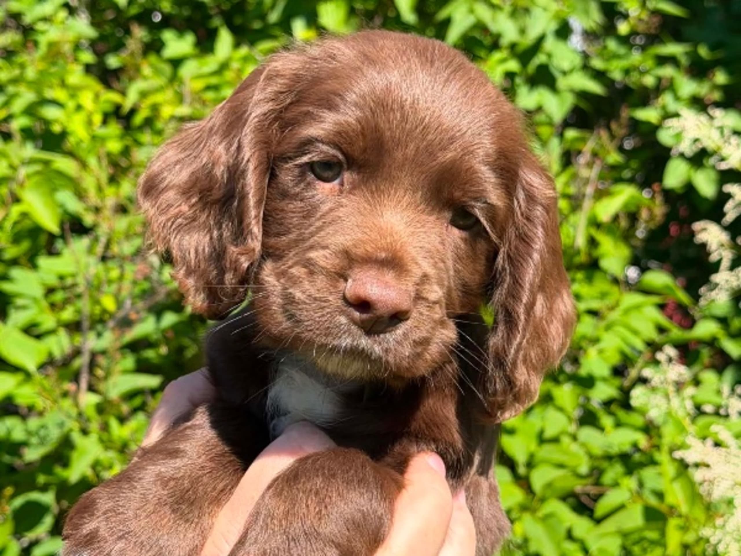 Cocker spaniel