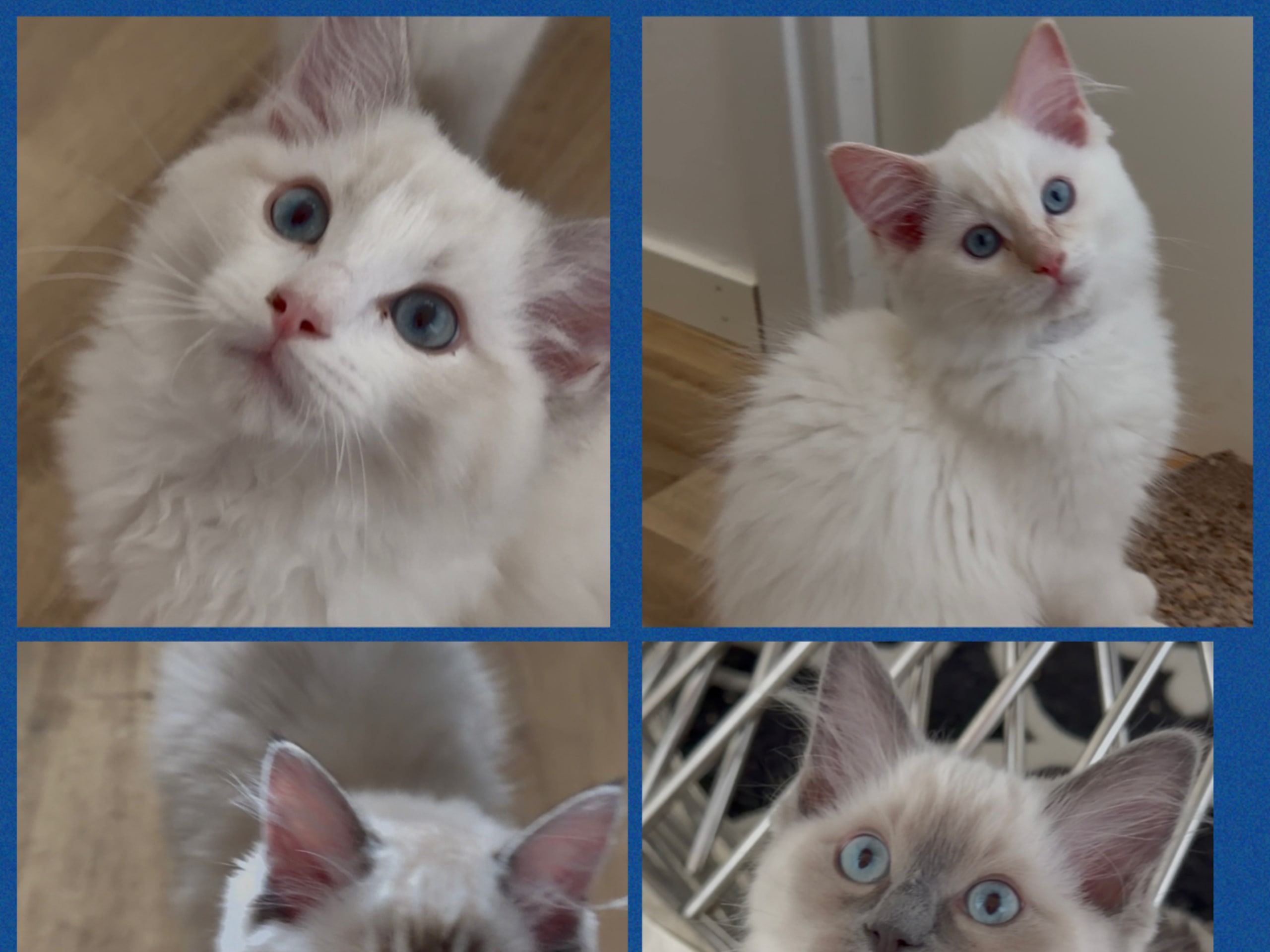 Ragdoll