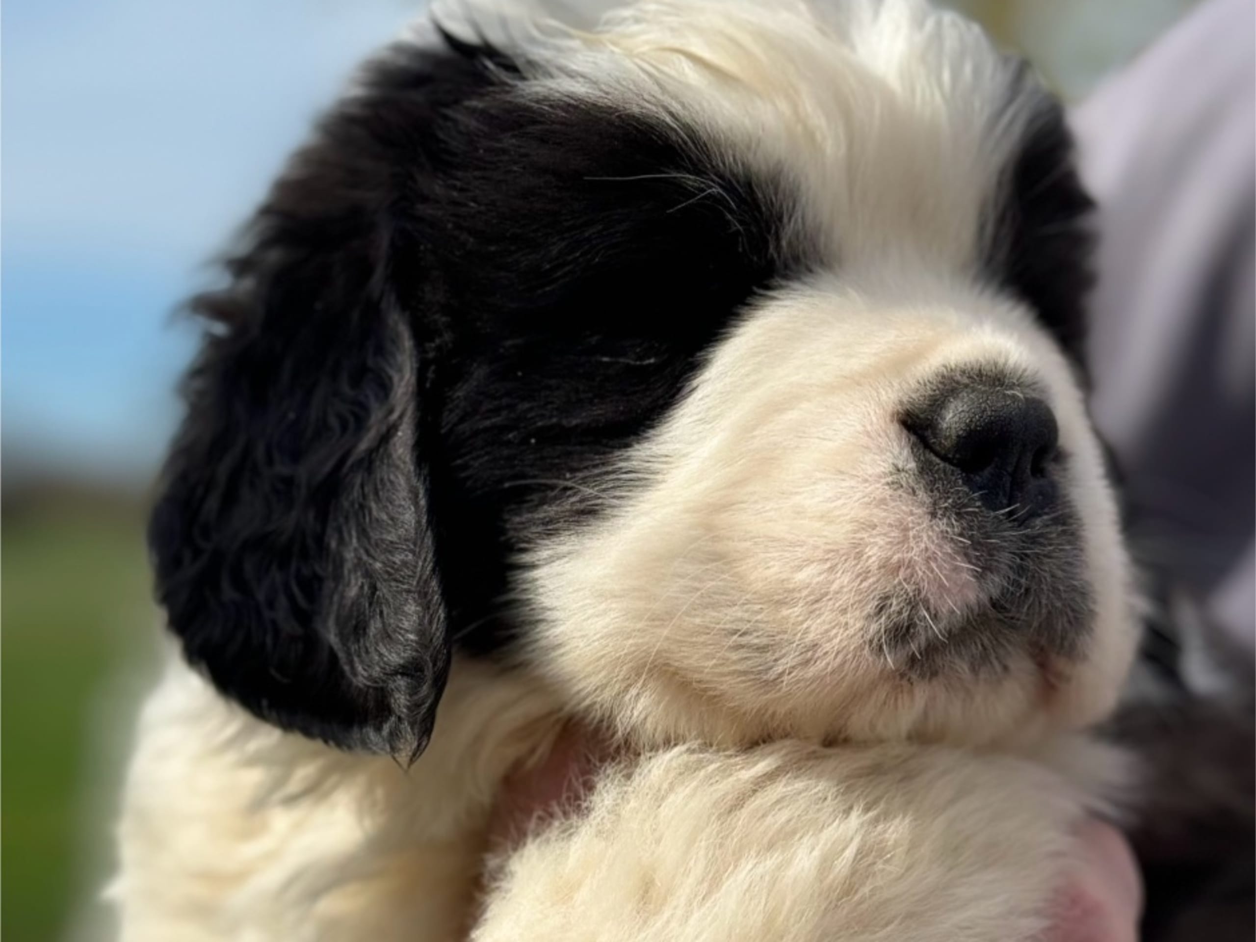 Saint Bernard · Bromölla · Sweet Saint’s