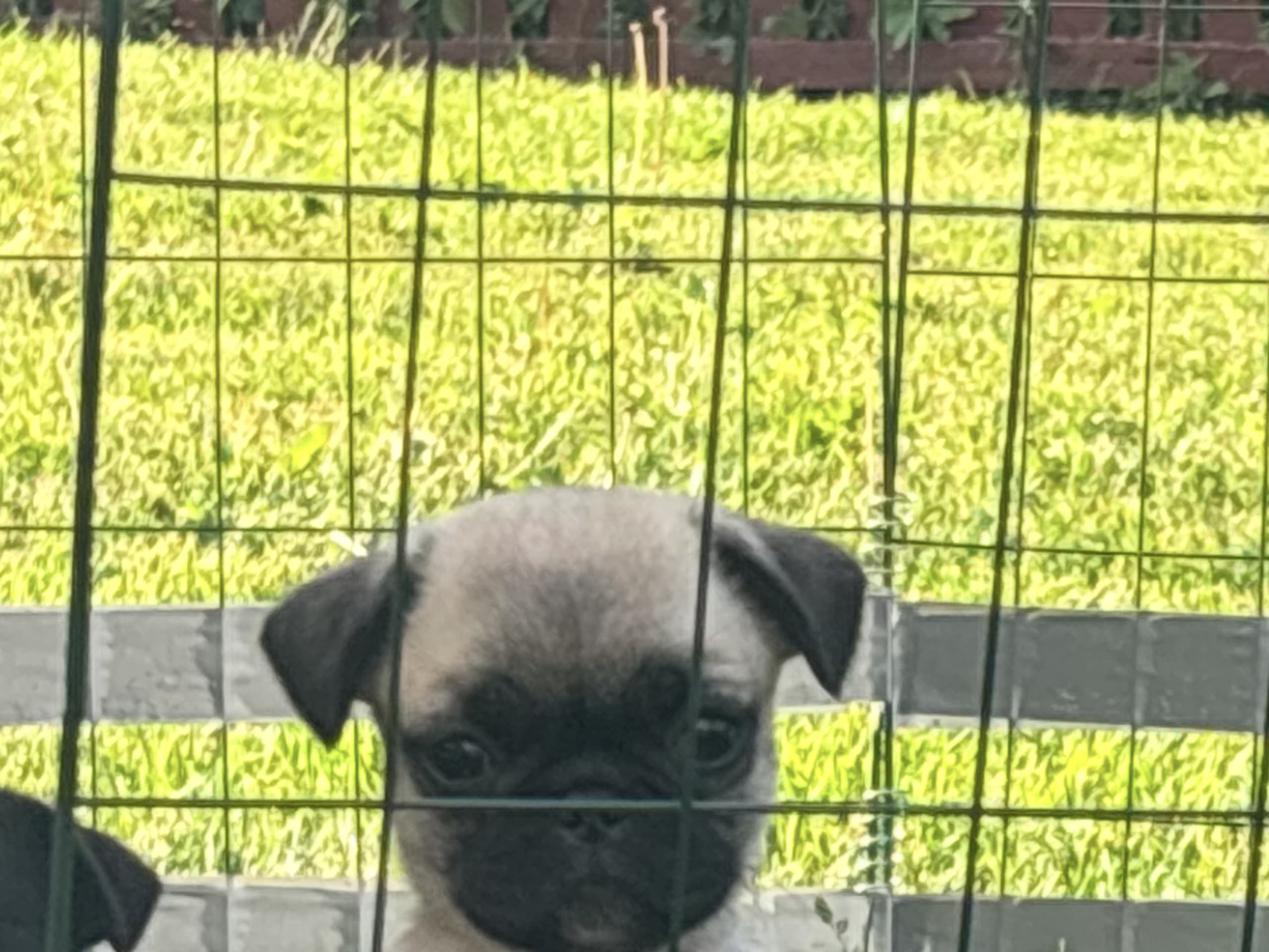 Mops / fransk bulldog · Kvänum · Sofia O.