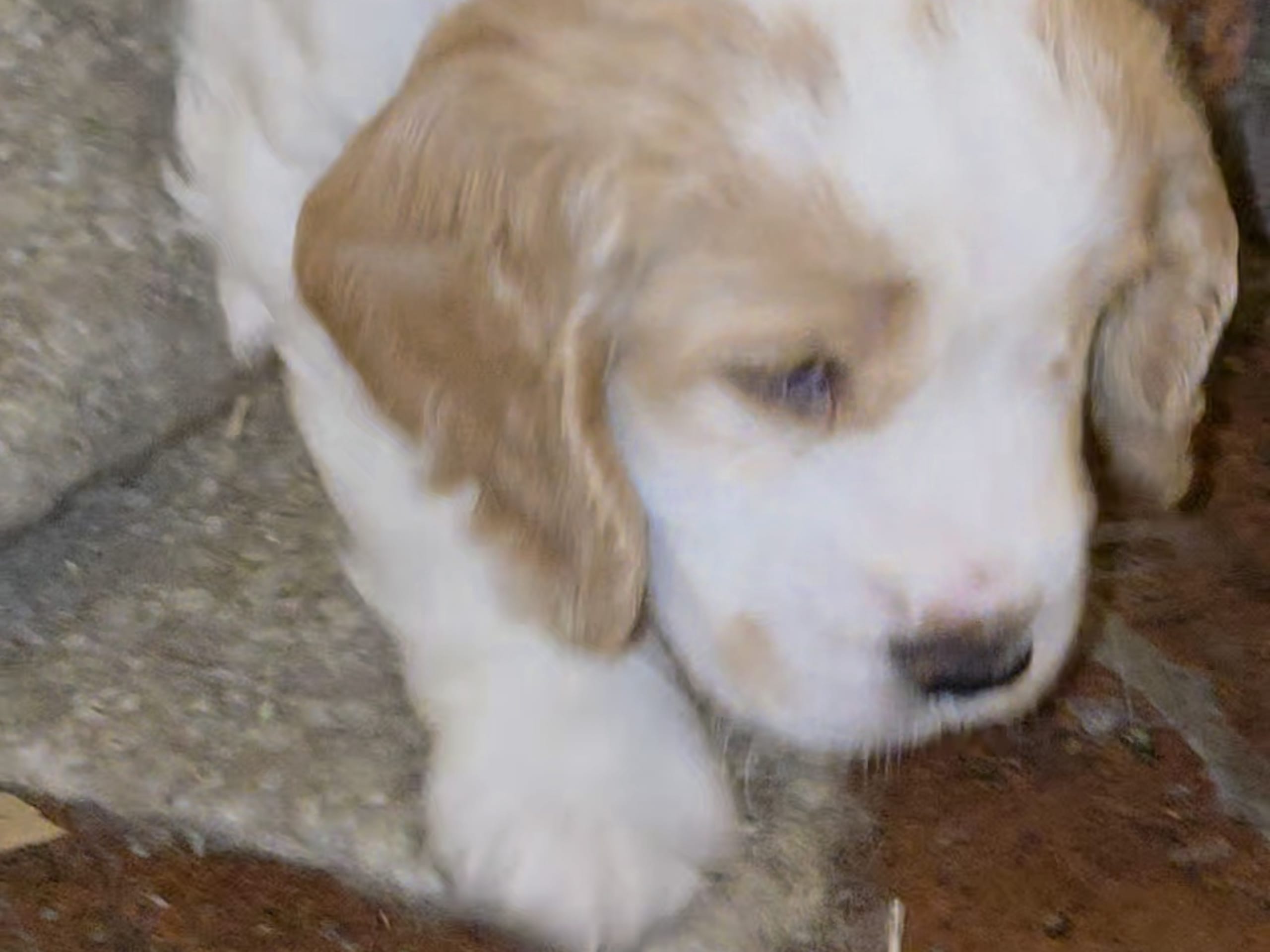 Cocker Spaniel · Södertälje · Savanah B.