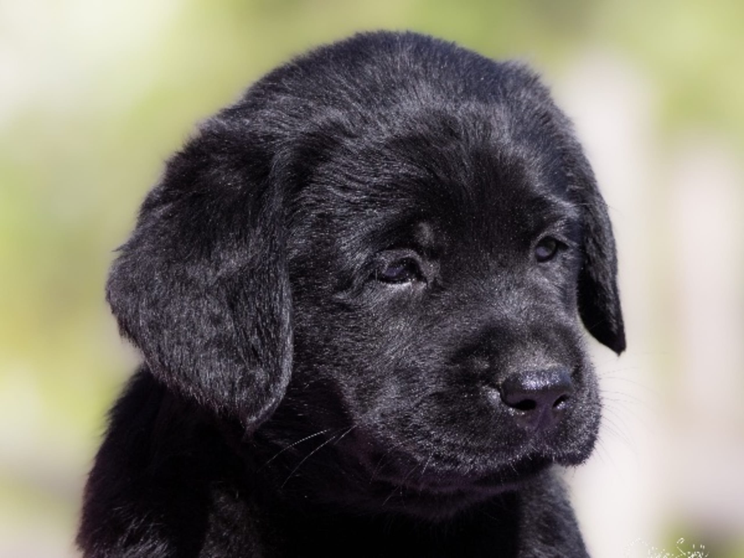 Labrador retriever