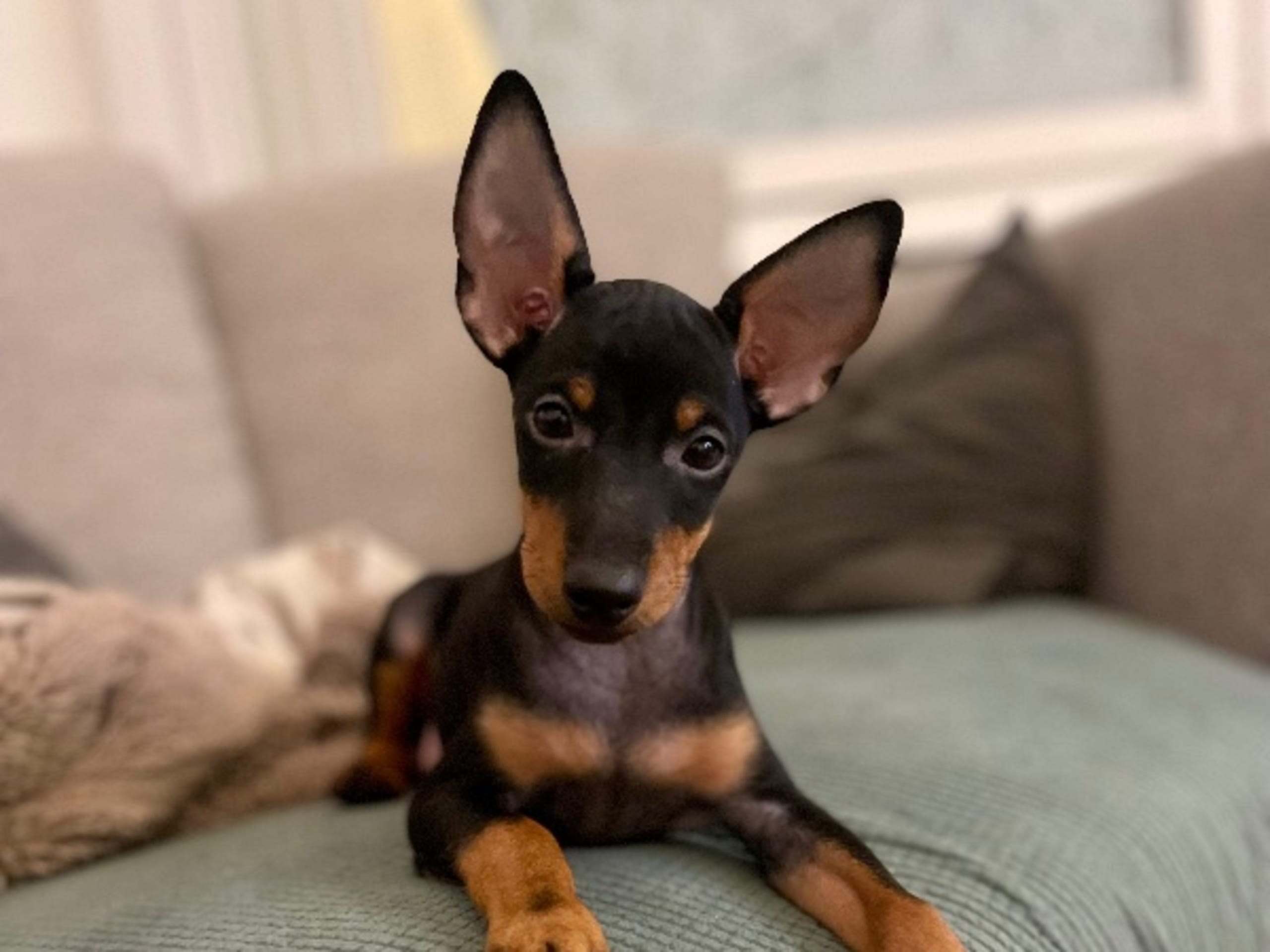 English Toy Terrier · Bromma · winsome flames