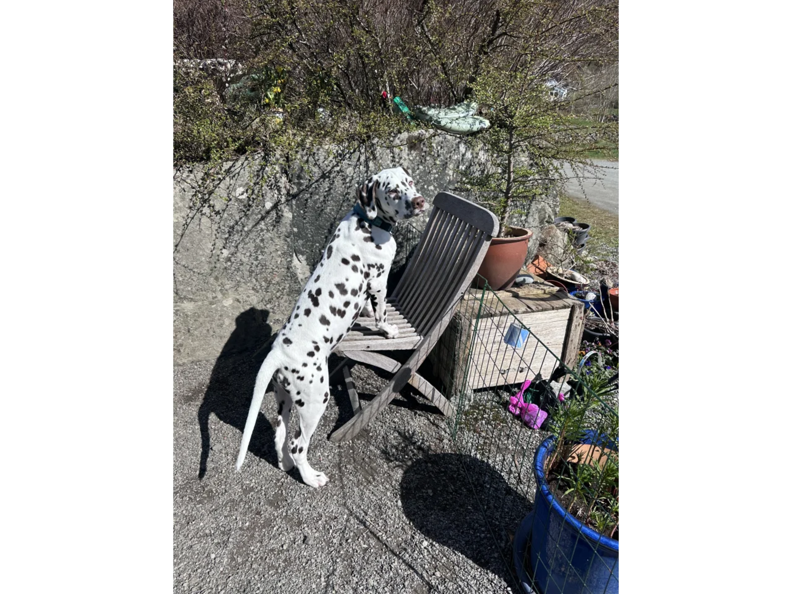 Dalmatiner · Frekhaug · Kennel Shospot