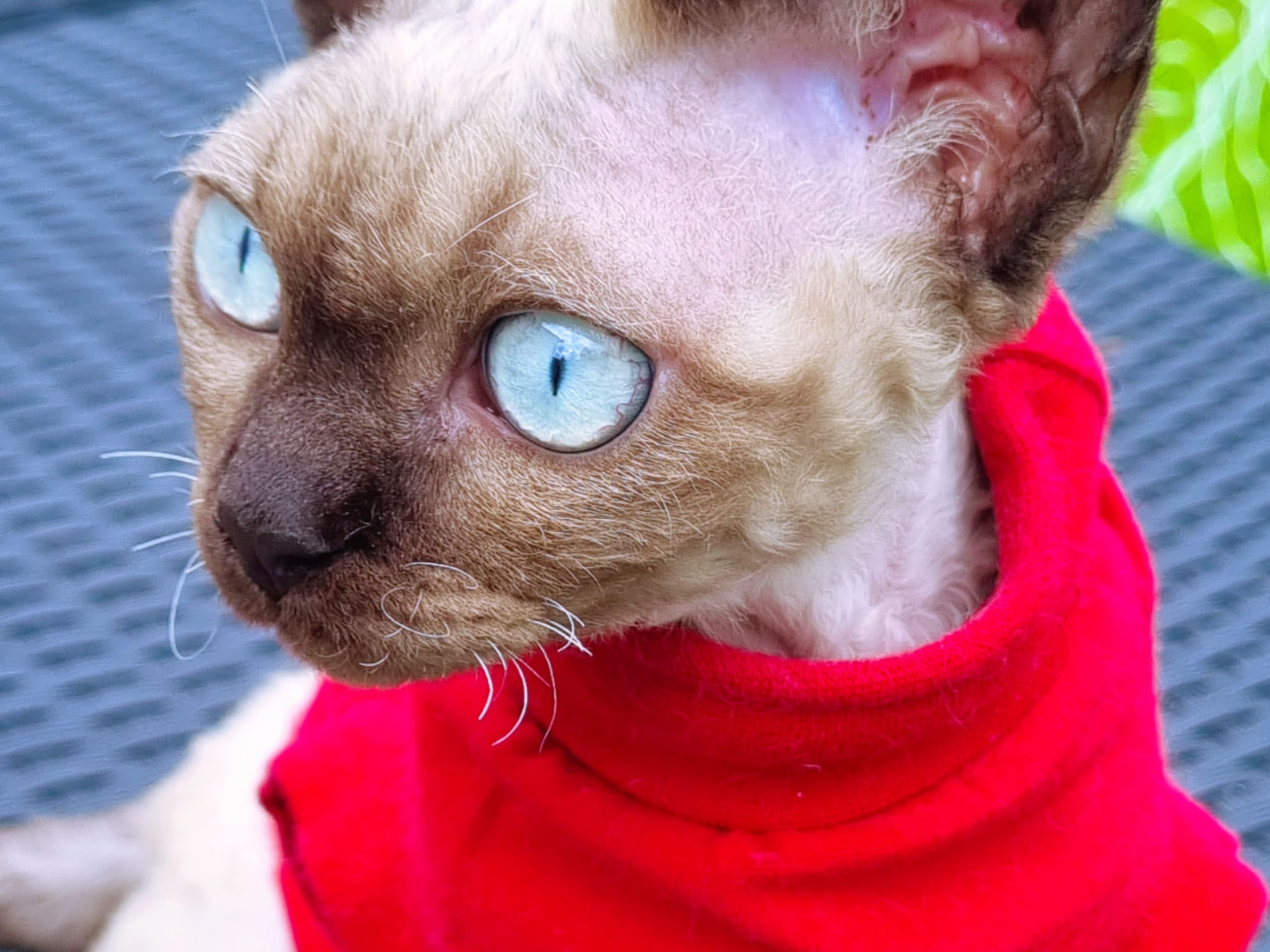 Devon Rex