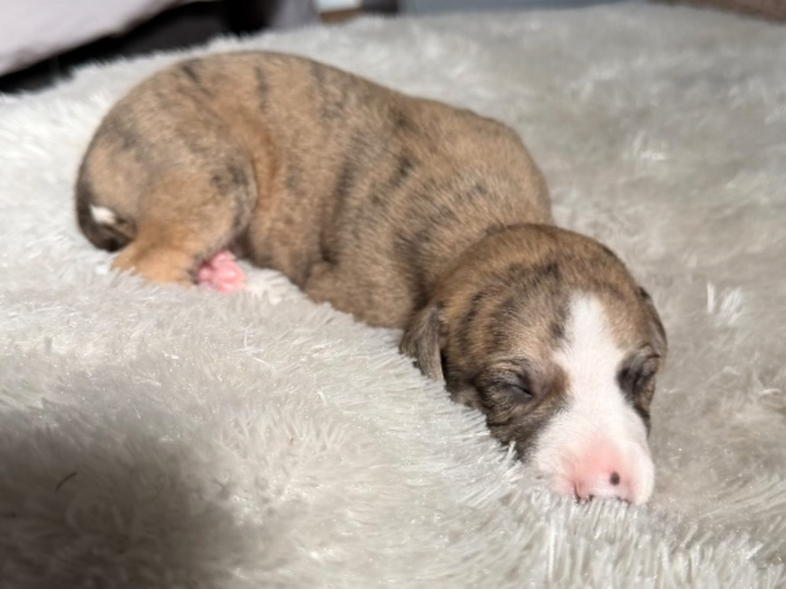 Whippet