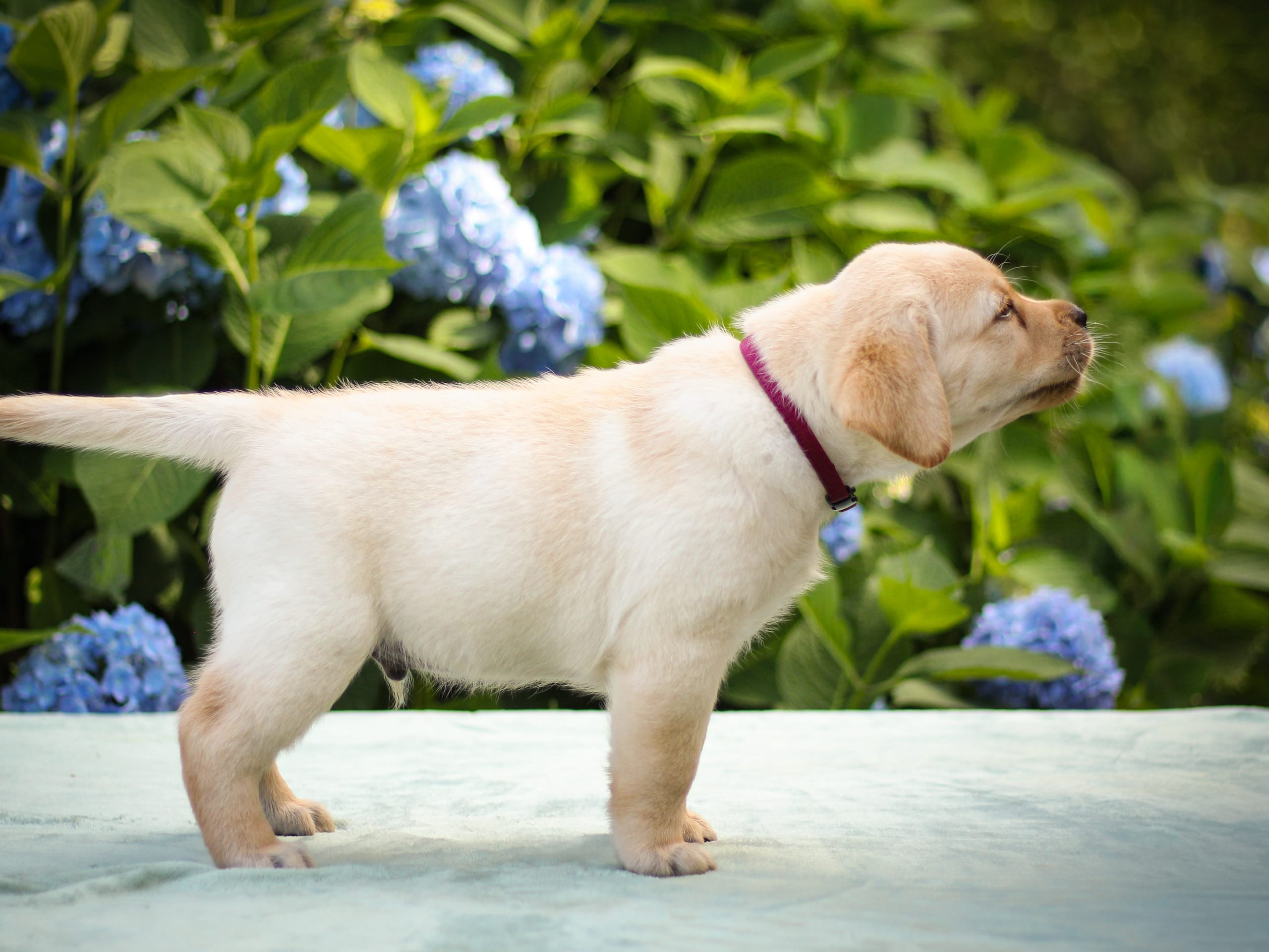 Labrador retriever · Svärtinge · Blankgölens kennel