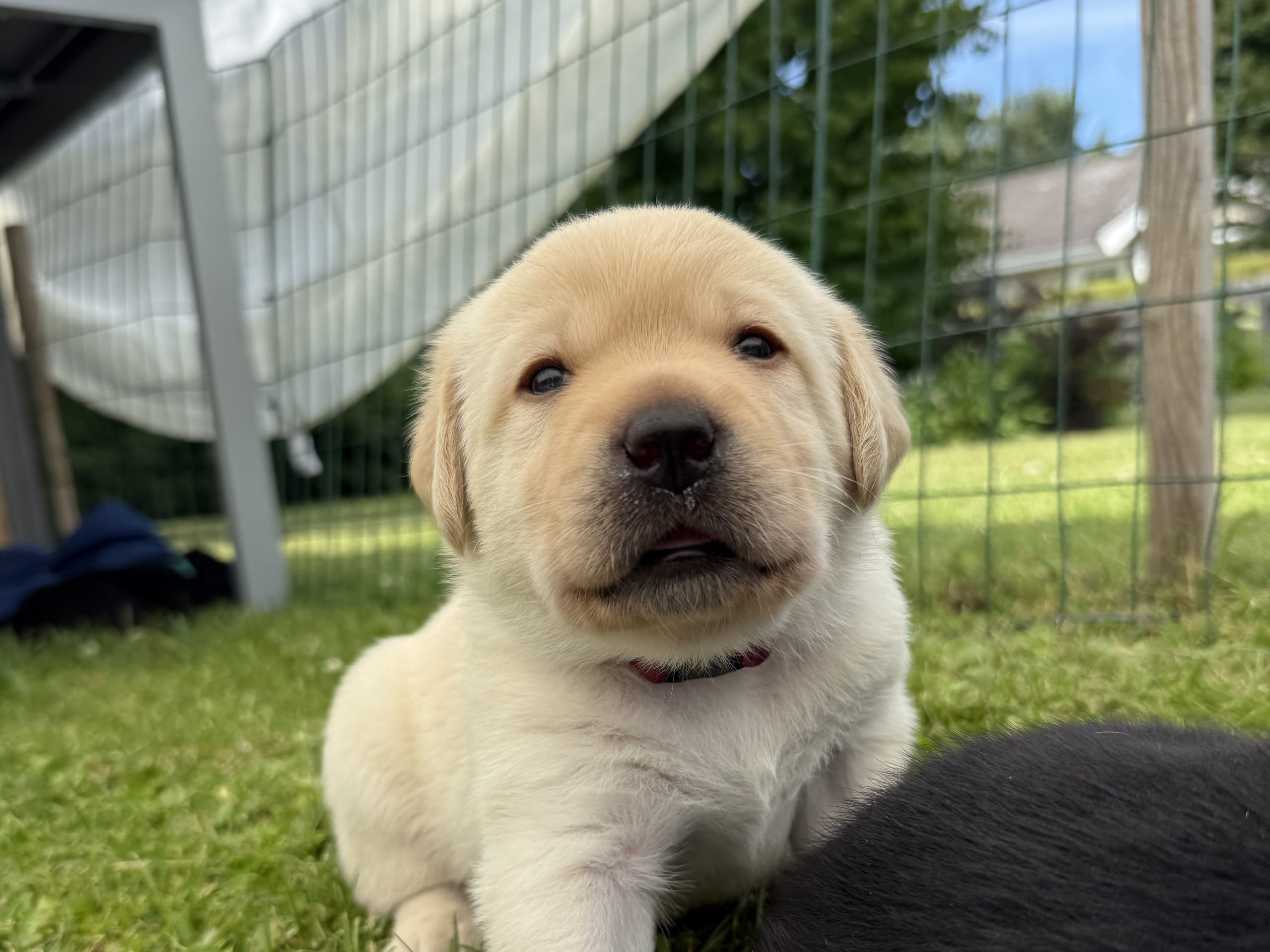 Labrador Retriever · Svärtinge · Blankgölens kennel