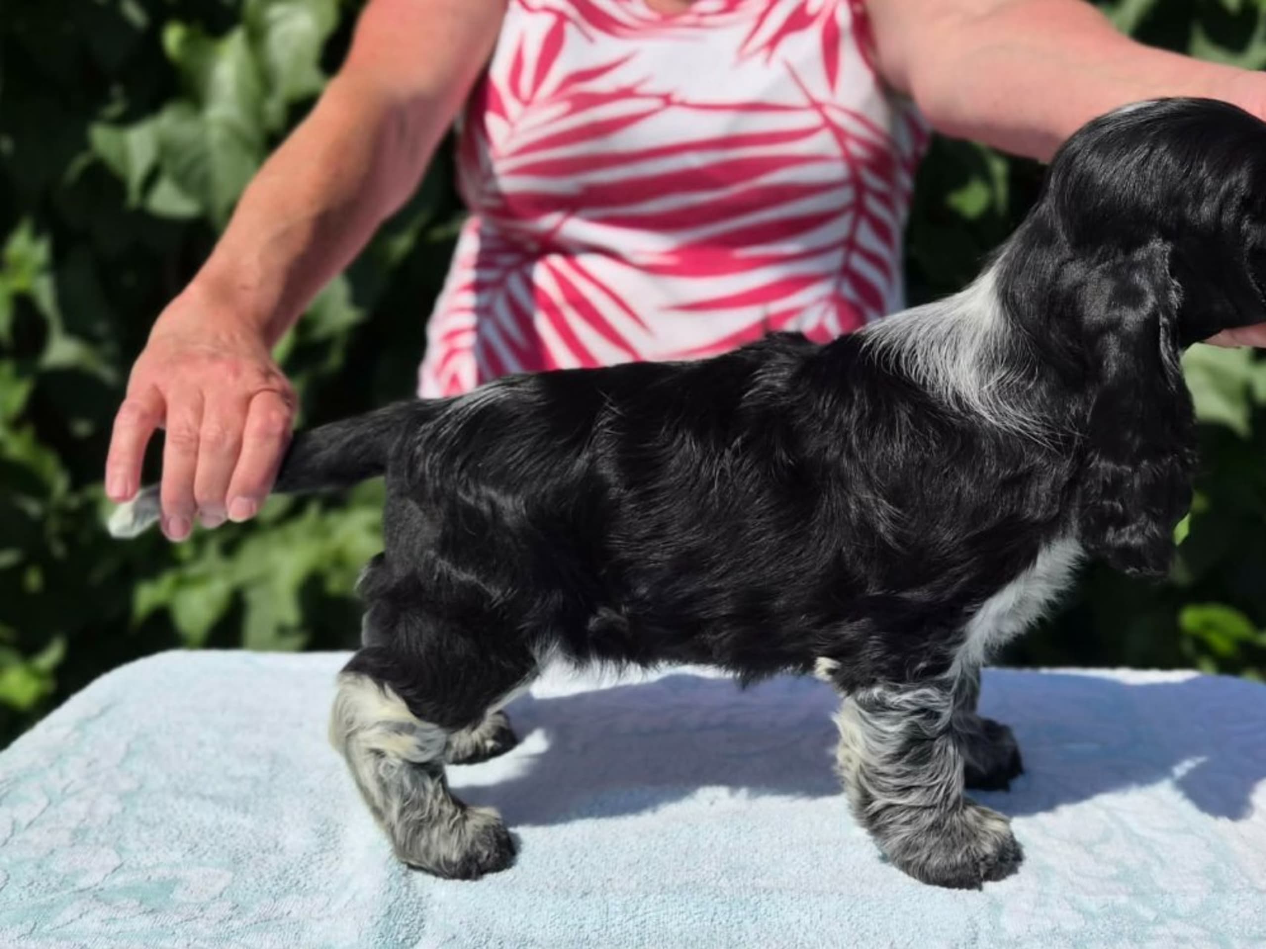 Cocker spaniel · Gyttorp · Winline's