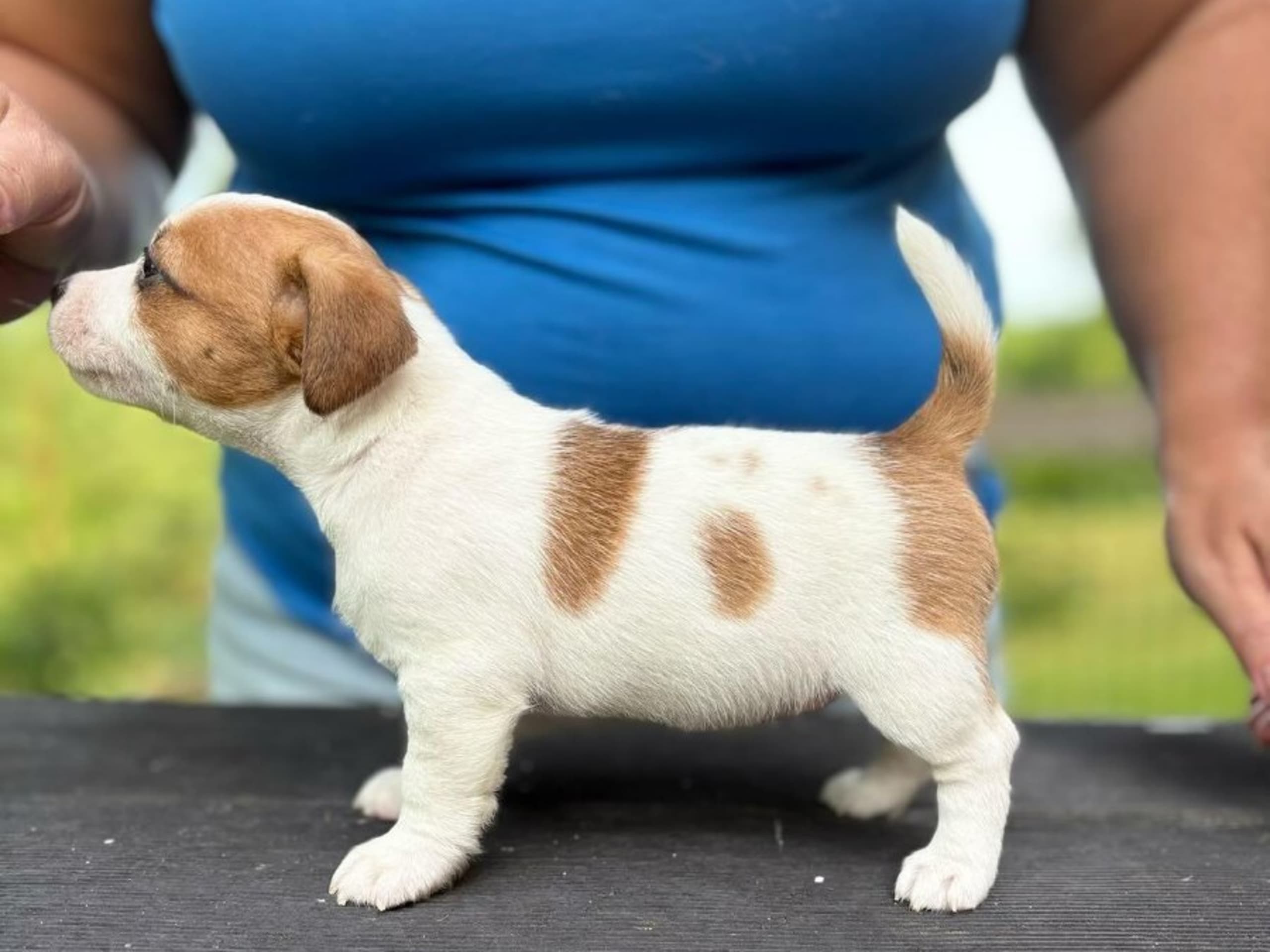 Jack russell terrier · Svenshögen · Sheridog