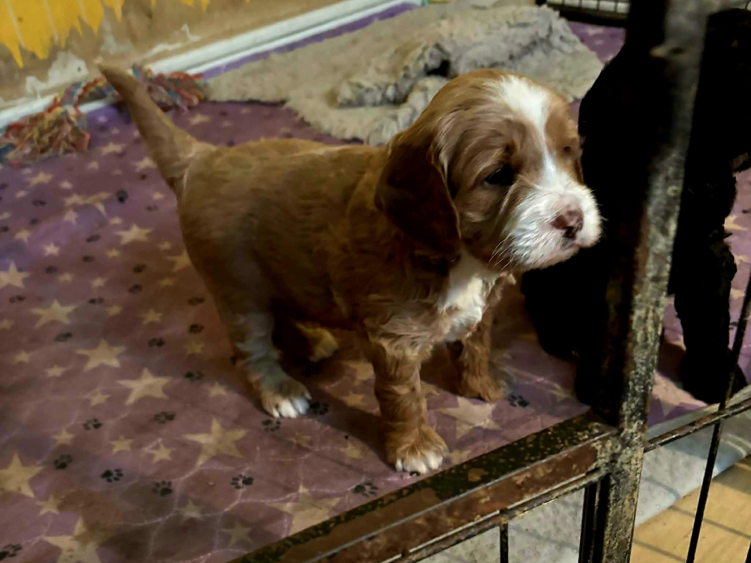 Truffelnose
