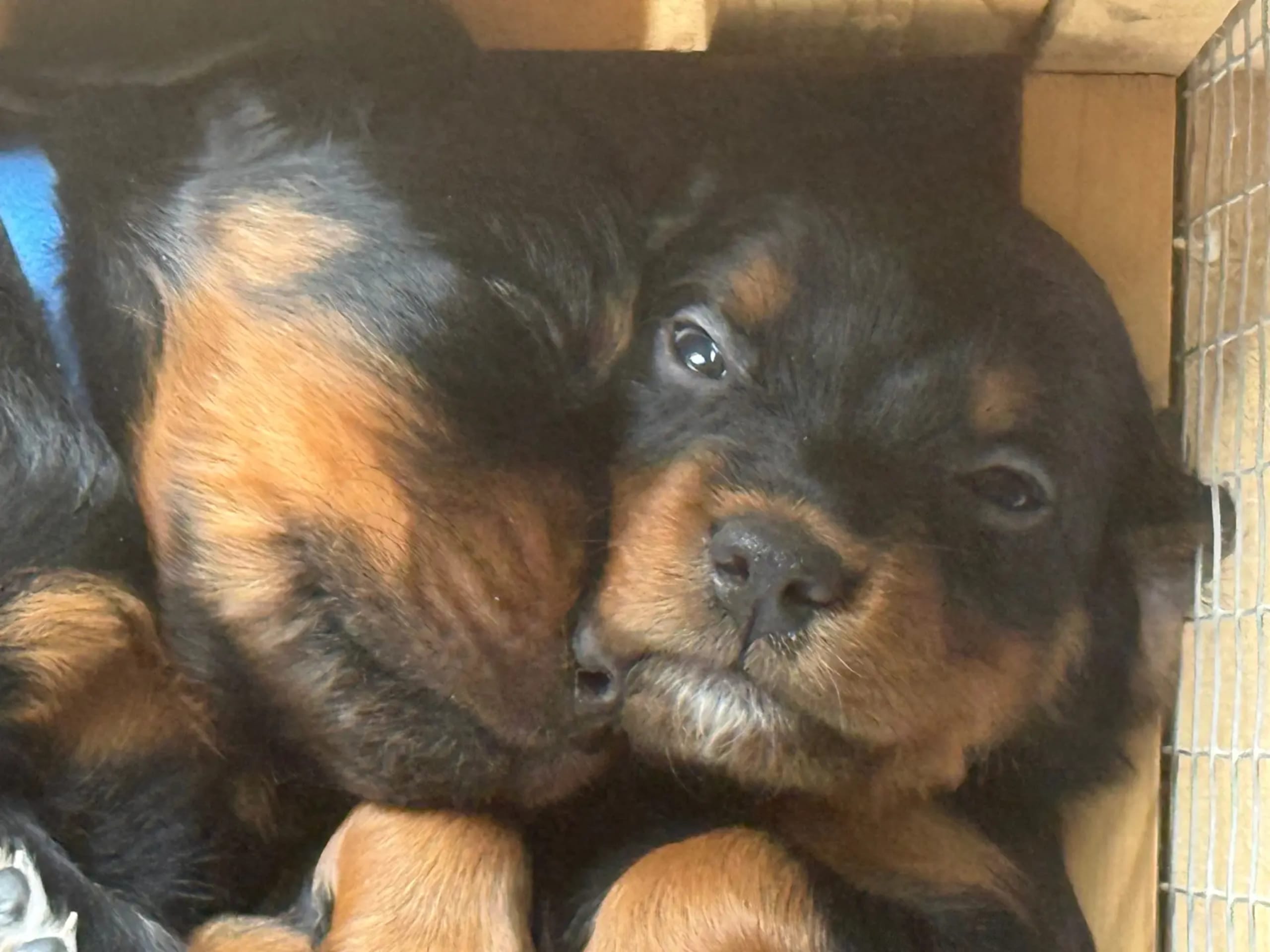 Gordon Setter · Tønsberg · Marianne Elisabeth Teisbekk
