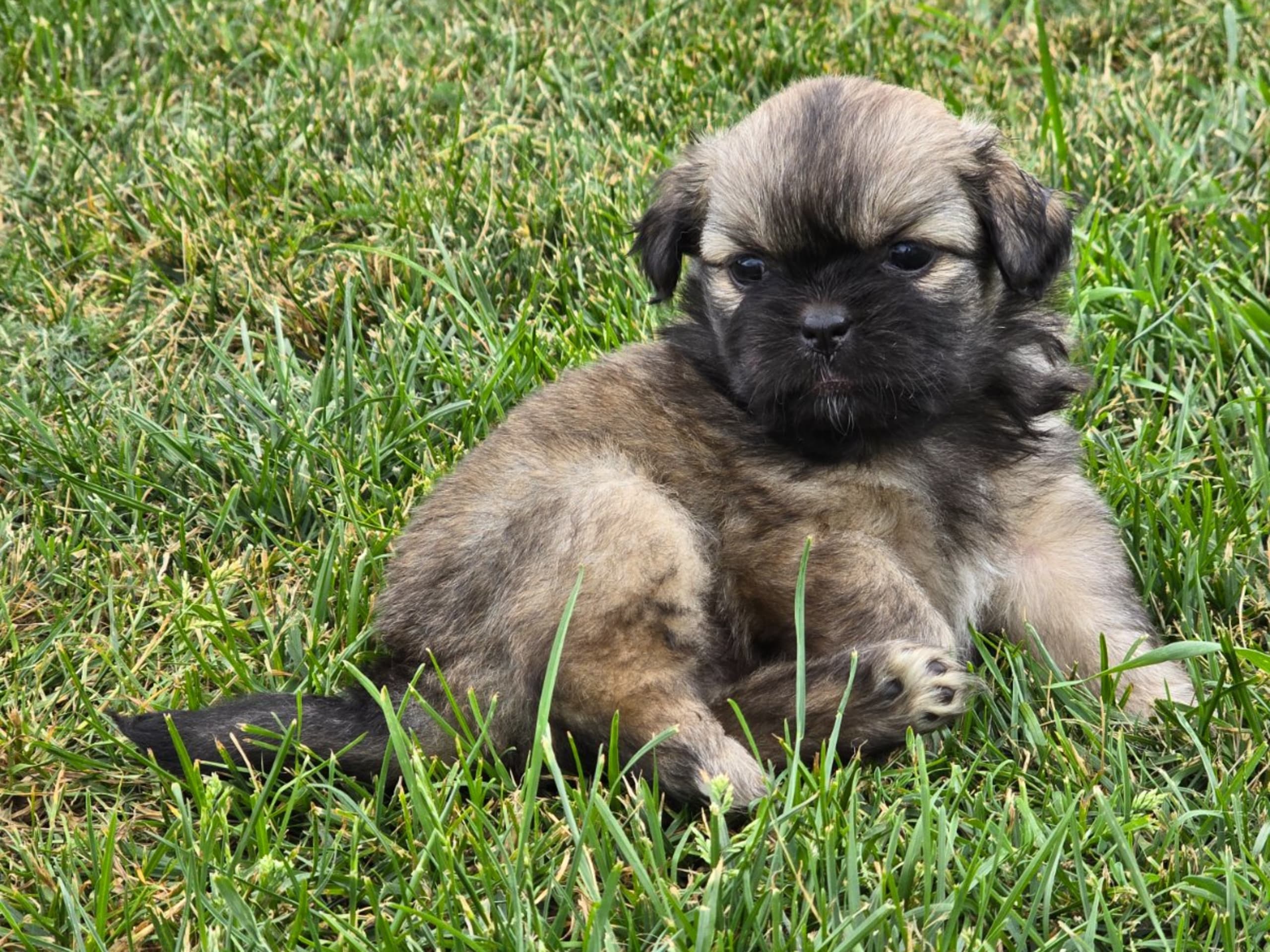 Tibetansk spaniel · Hästveda · Schilleshof's