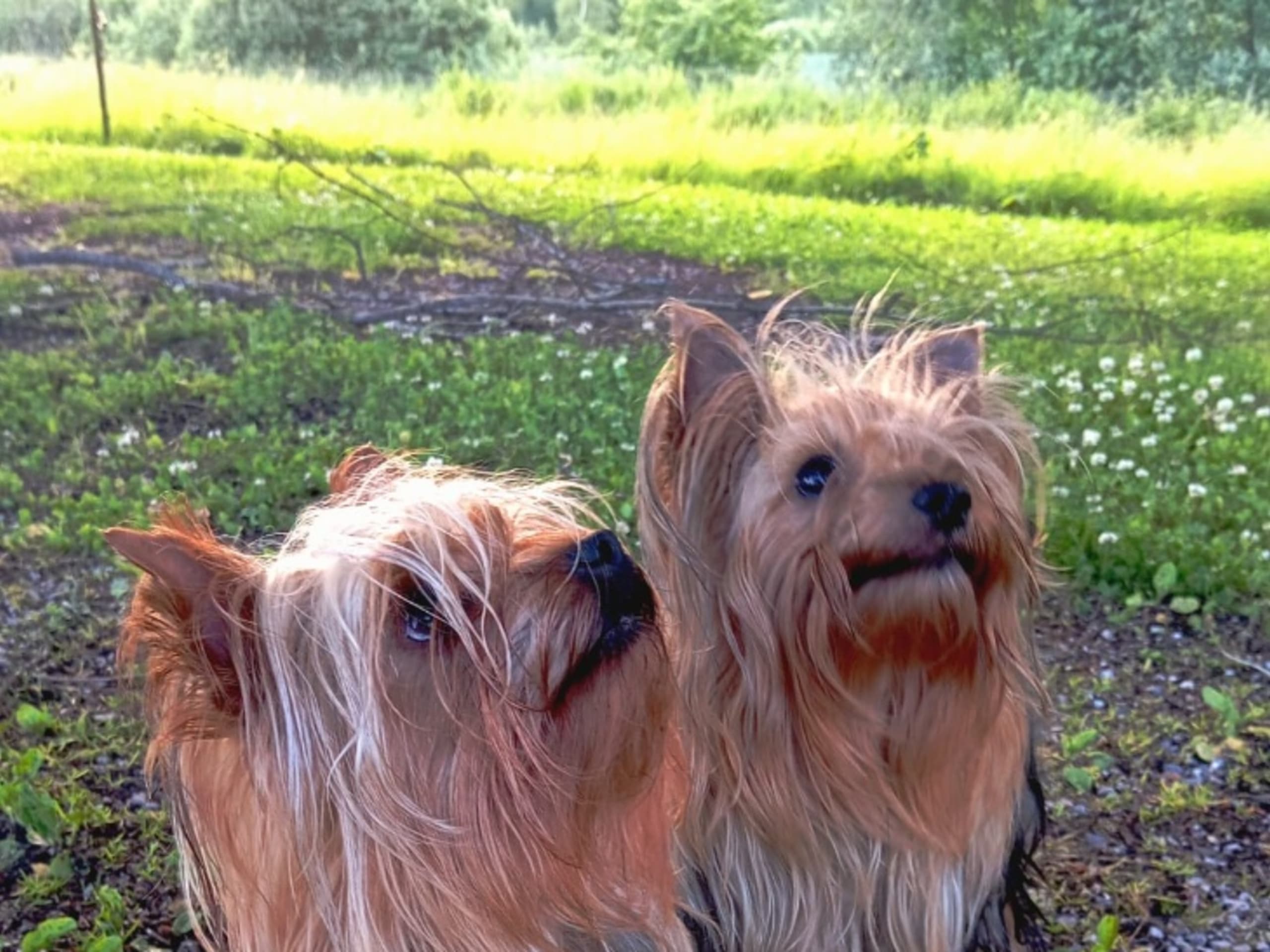 Yorkshire terrier · örebro · Augusta Star’s