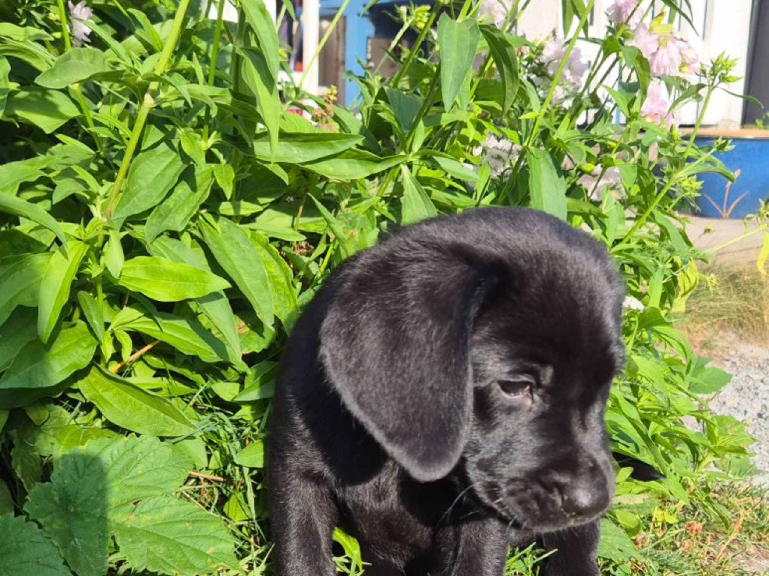 Labrador retriever · Mariefred · Retrieving Hearts