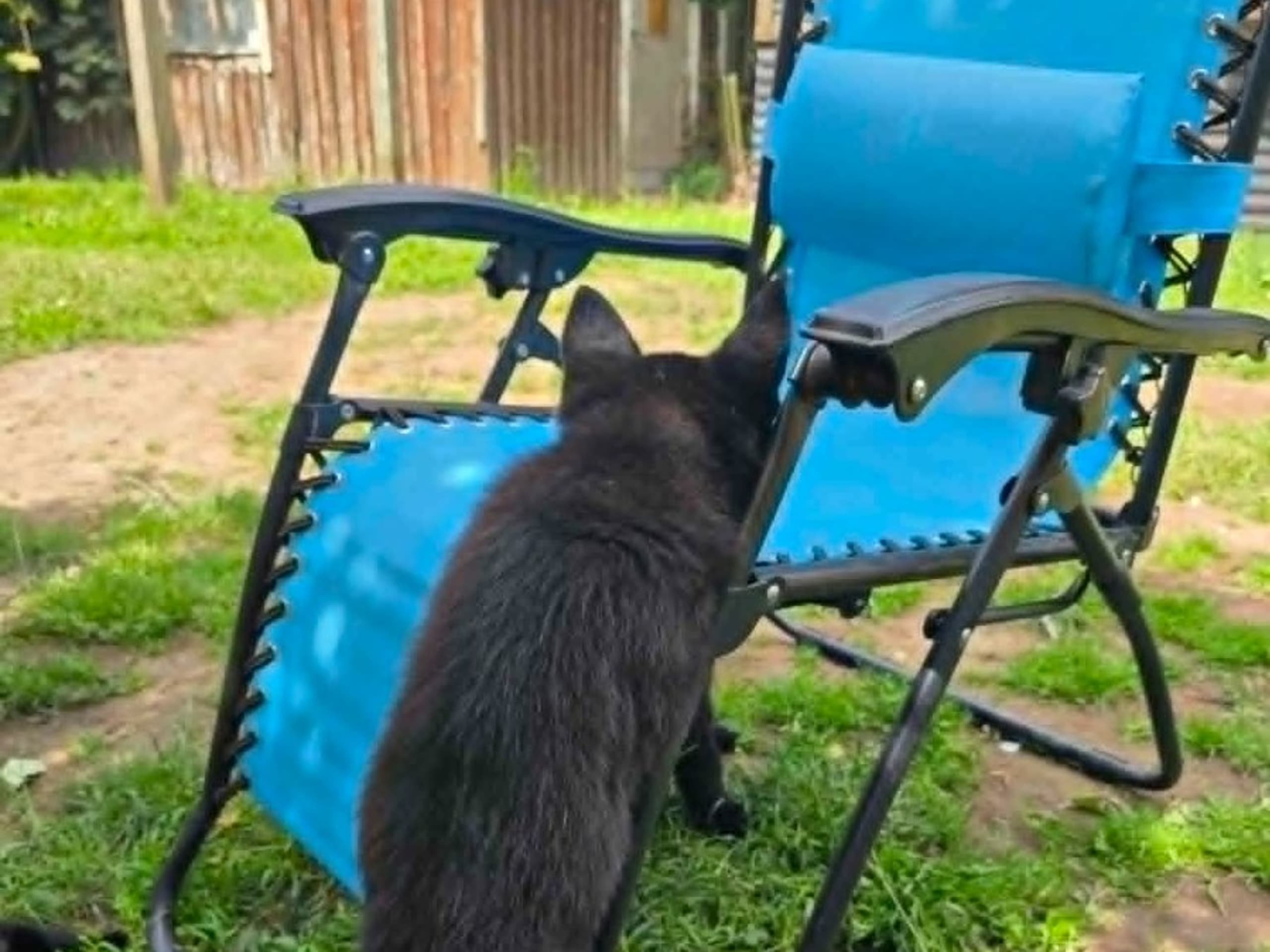 Tysk Schäferhund · Vallåkra · Incidents