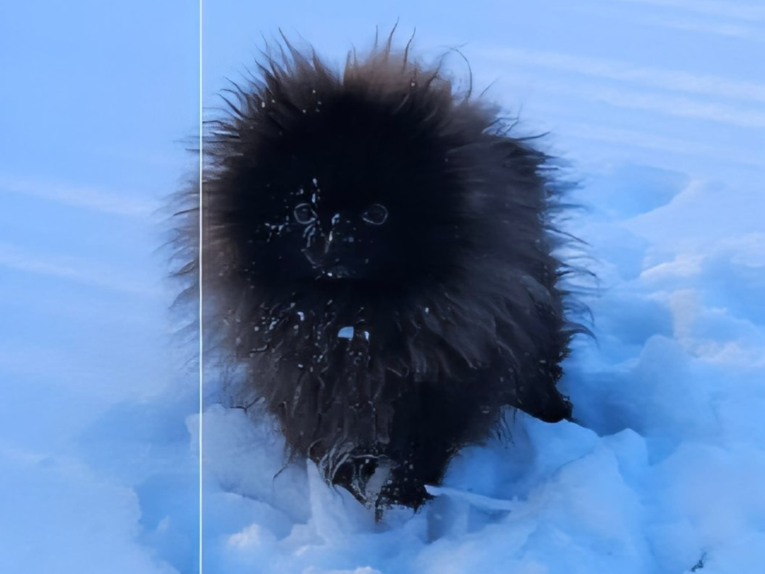Pomeranian · Kågeröd · Tiny Winne