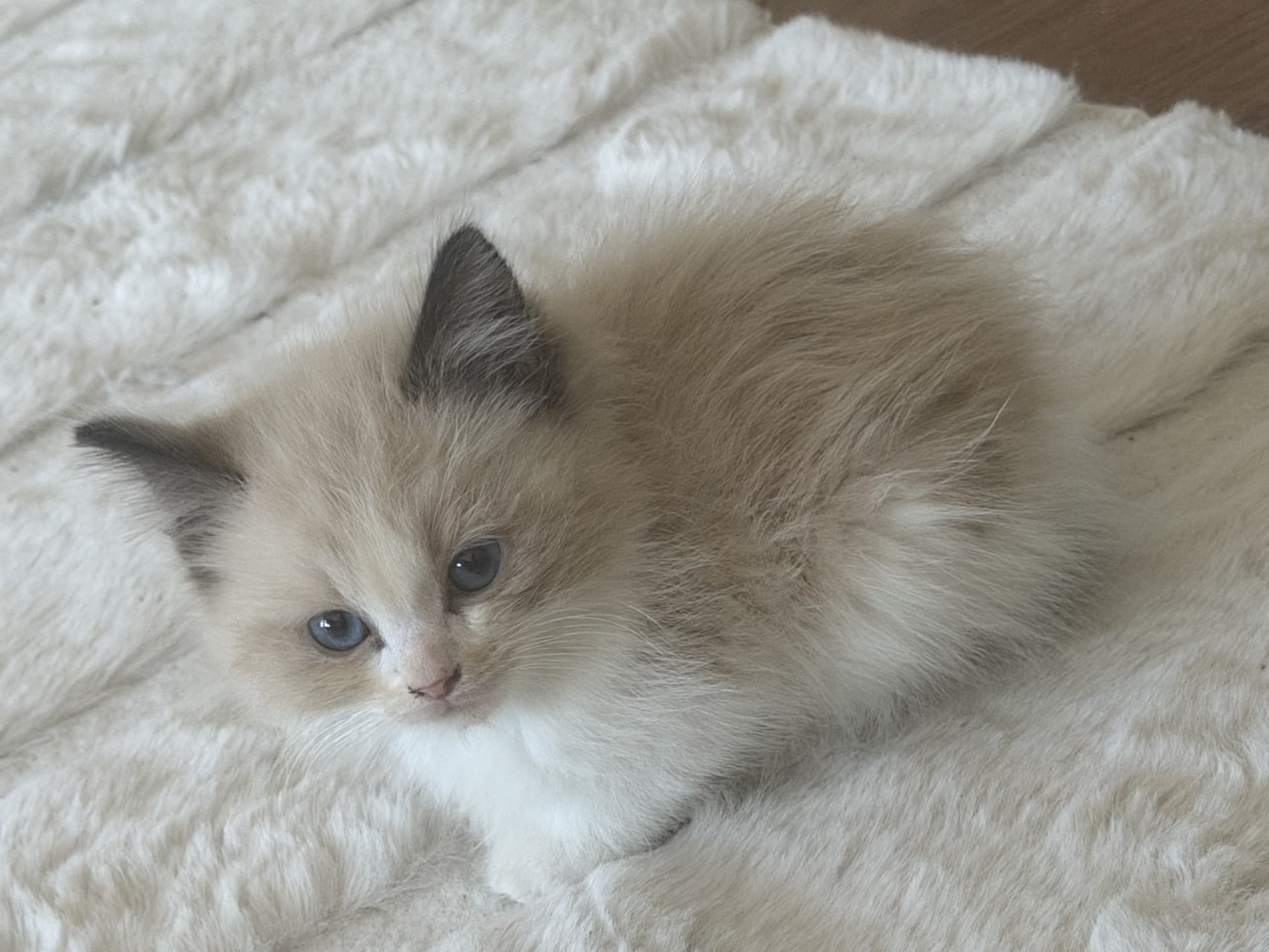 Ragdoll