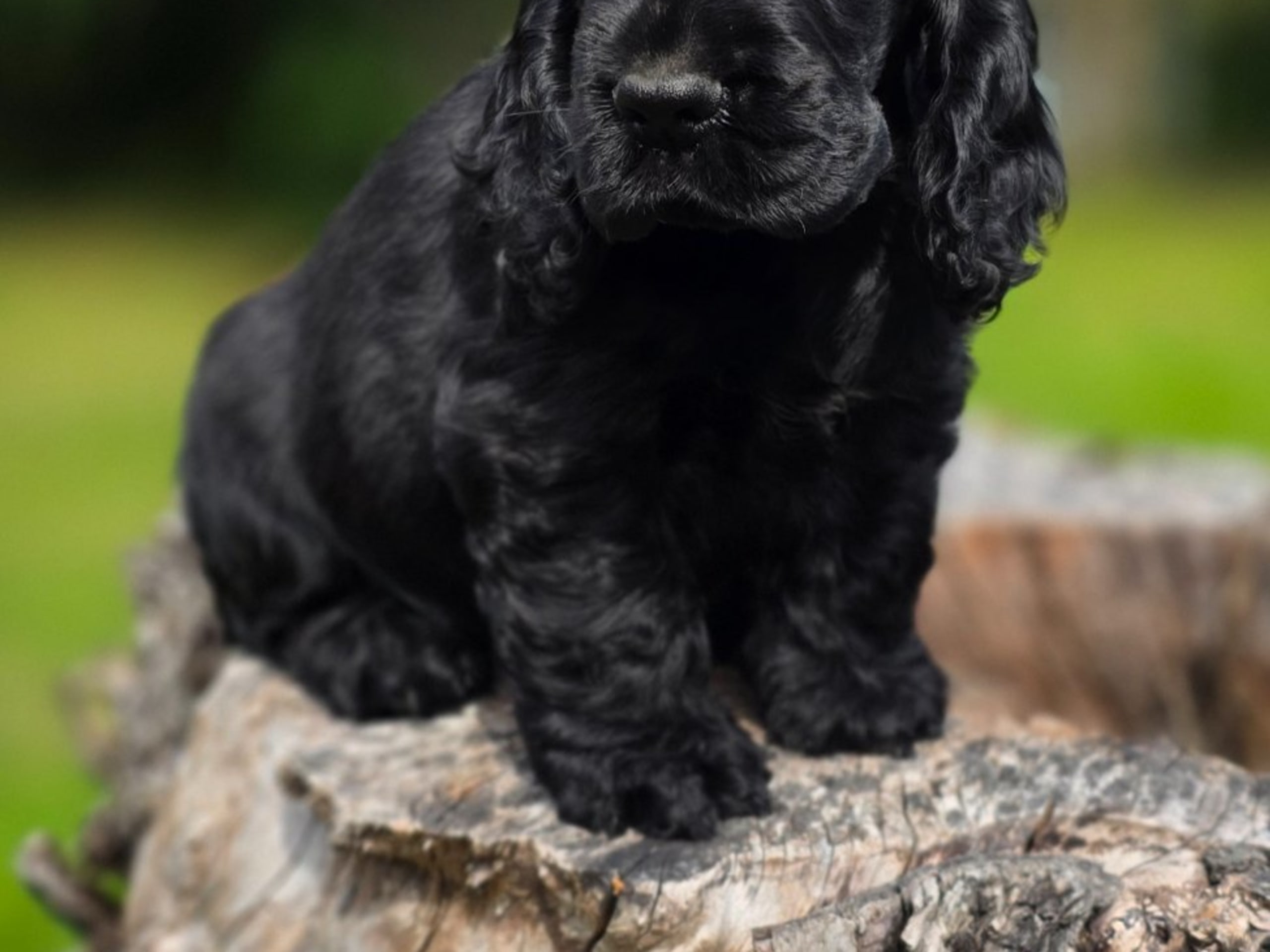 Cocker spaniel · Vikbolandet · Liljeblomman's Kennel