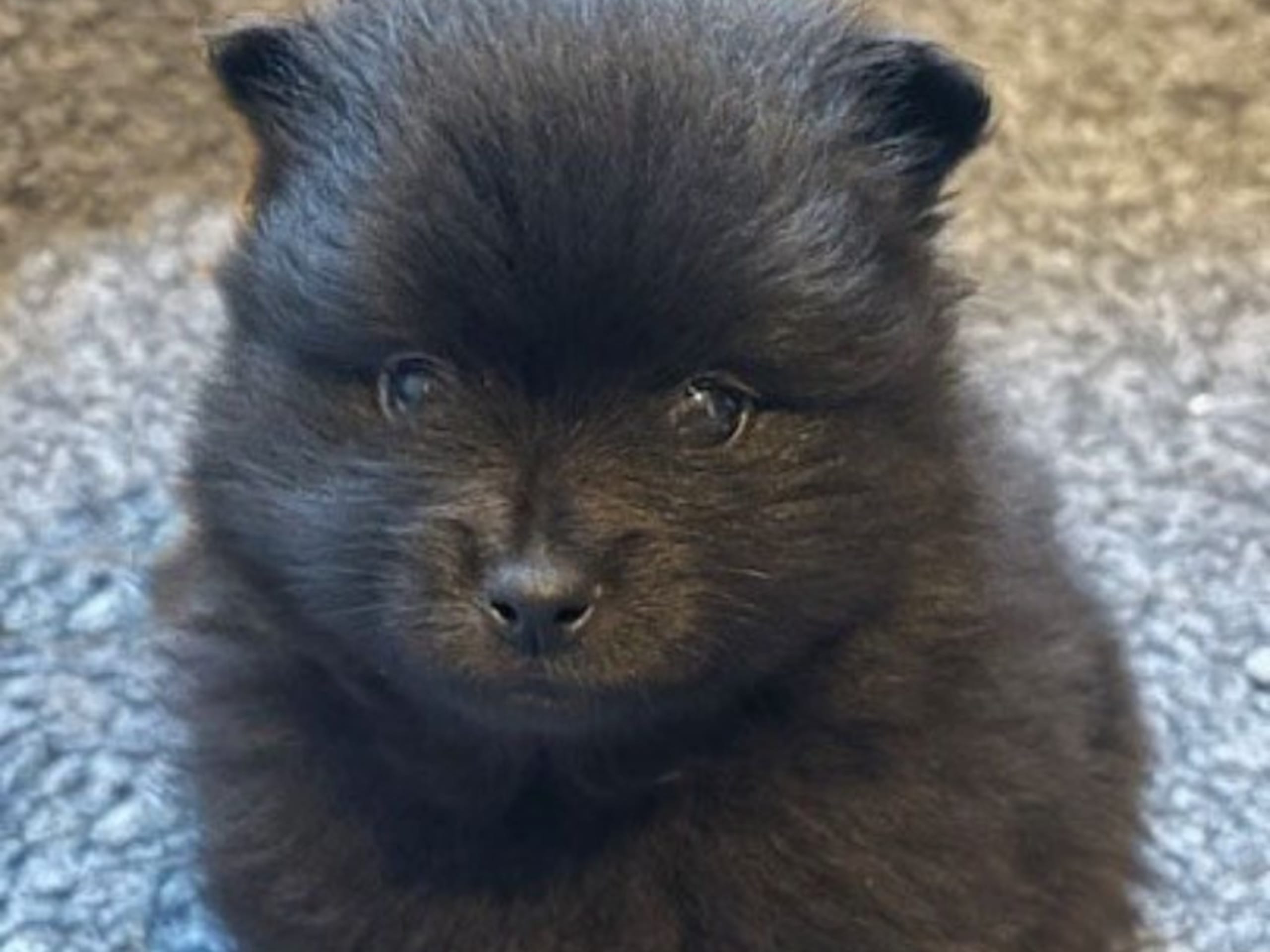 German Spitz – Mittelspitz · Forshaga · Schärott
