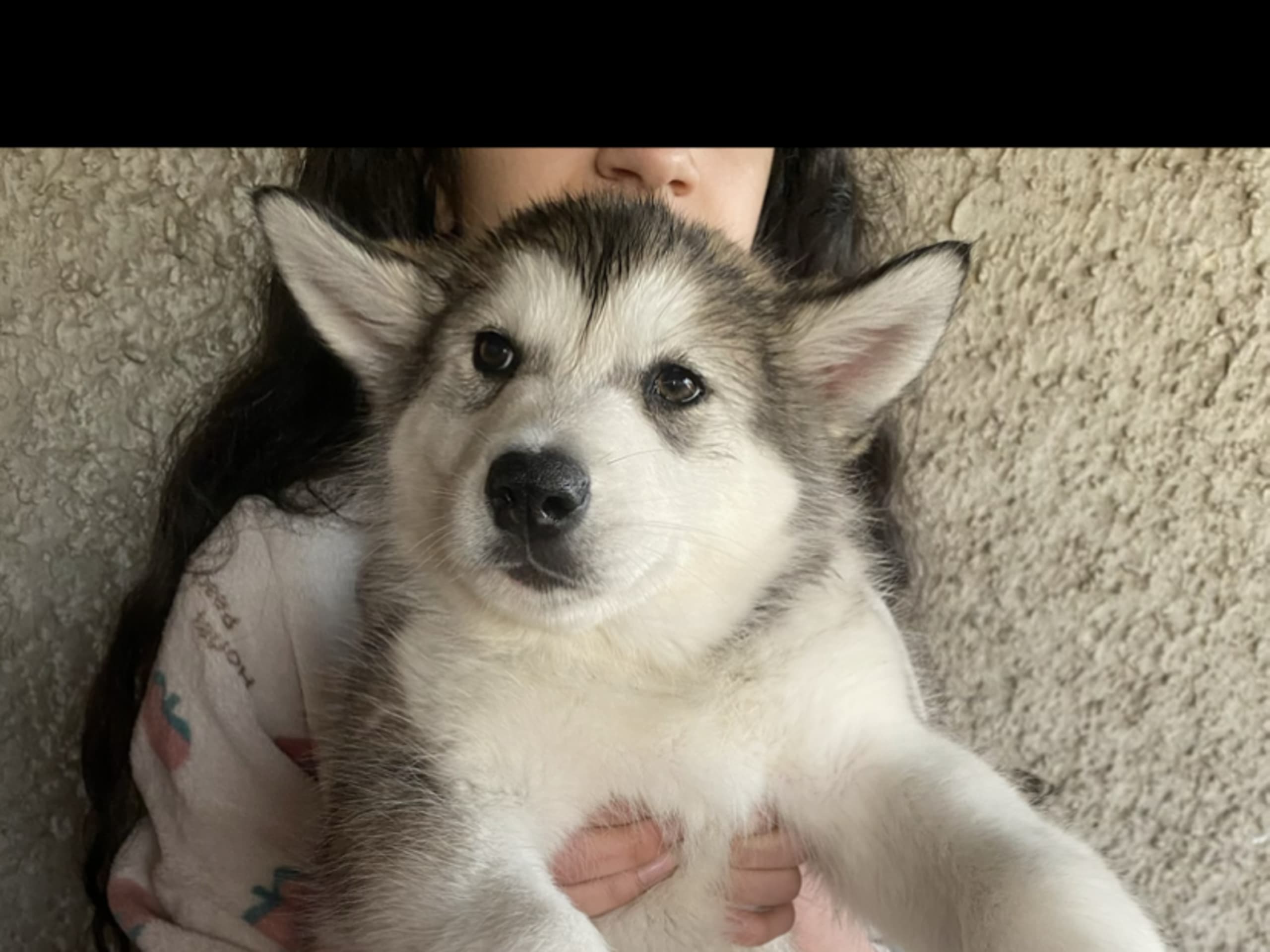 Alaskan malamute · Ankarsvik · Nabaa H.