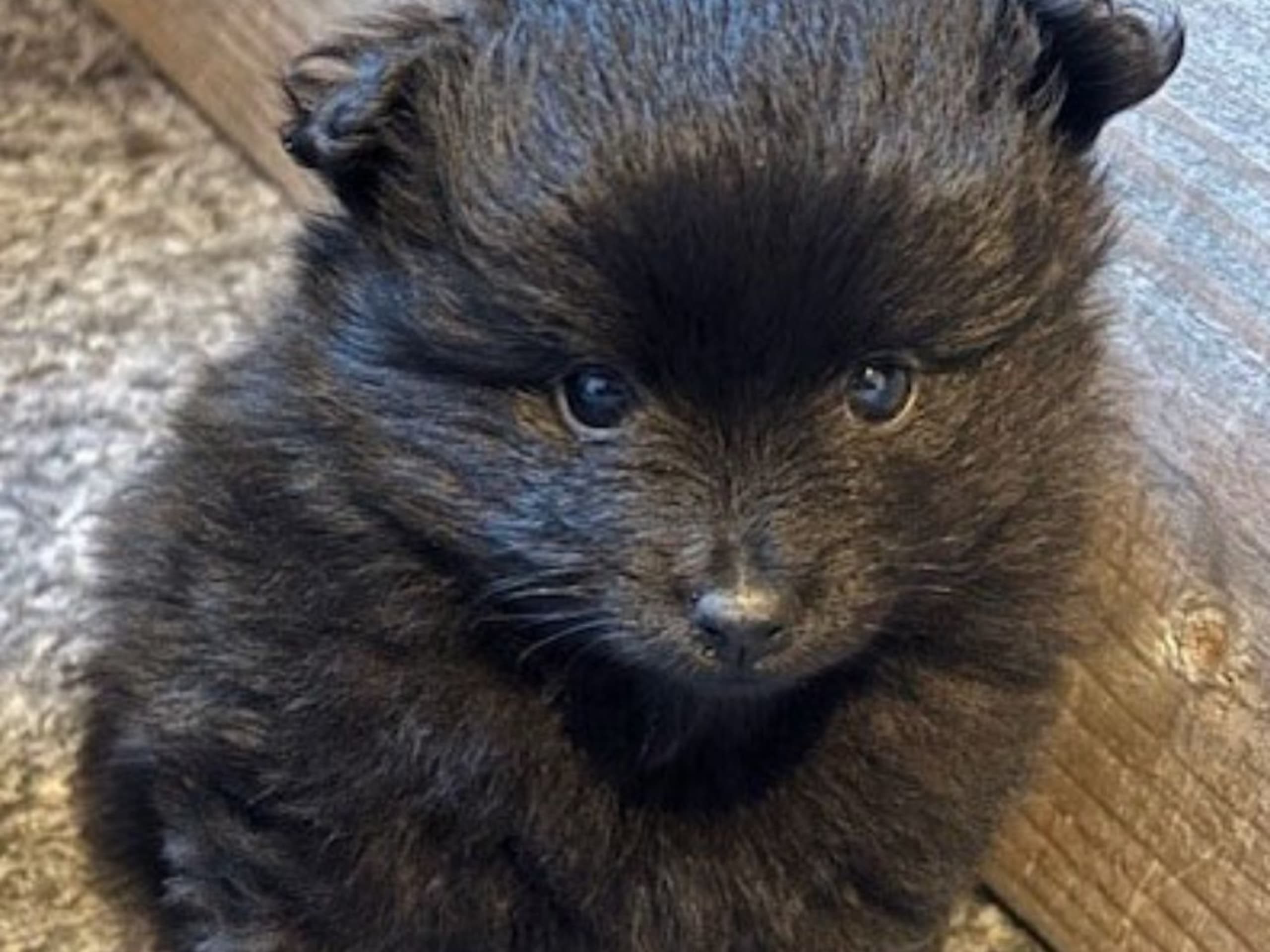 German Spitz – Mittelspitz · Forshaga · Schärott