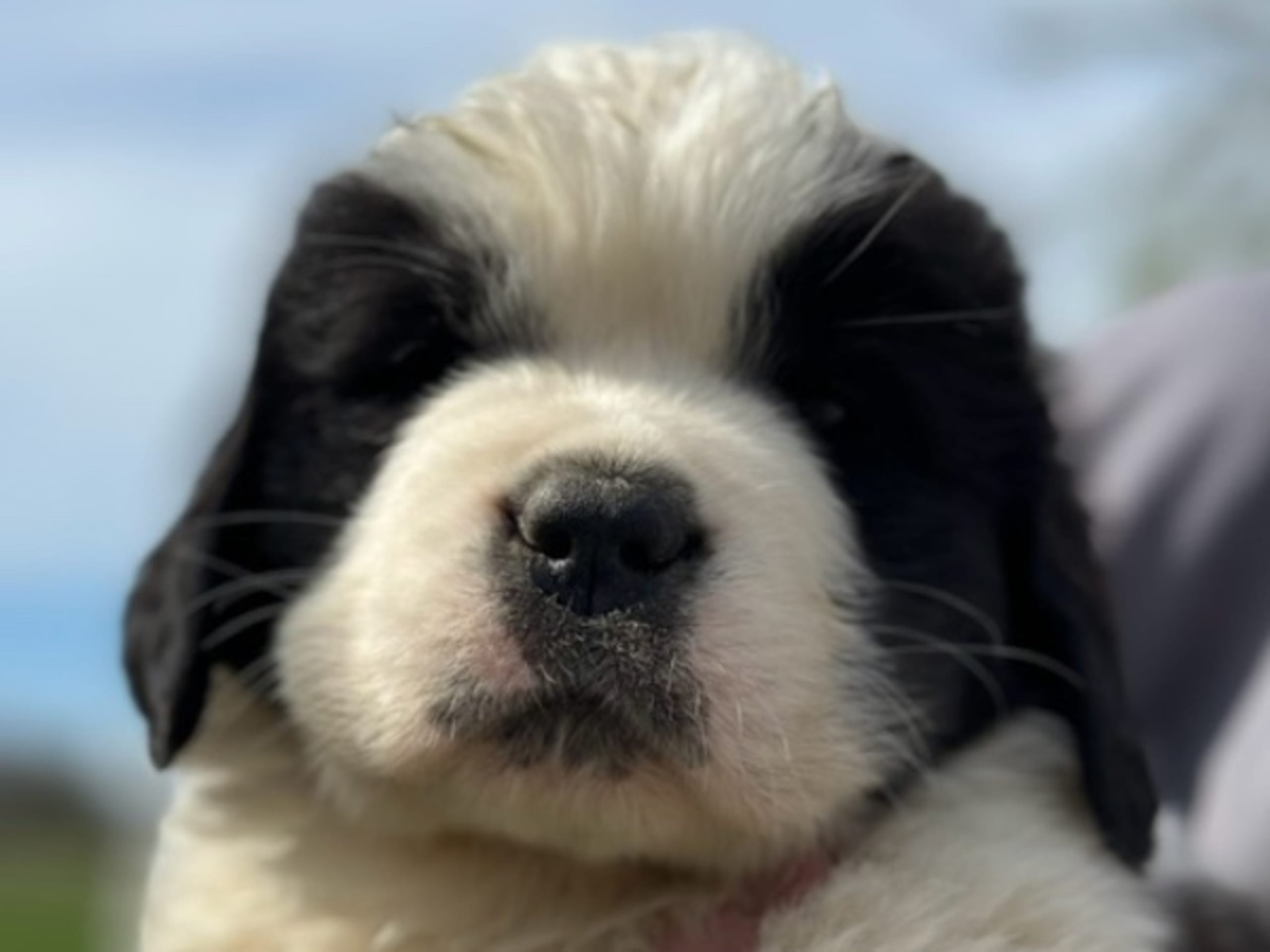 Saint Bernard · Bromölla · Sweet Saint’s