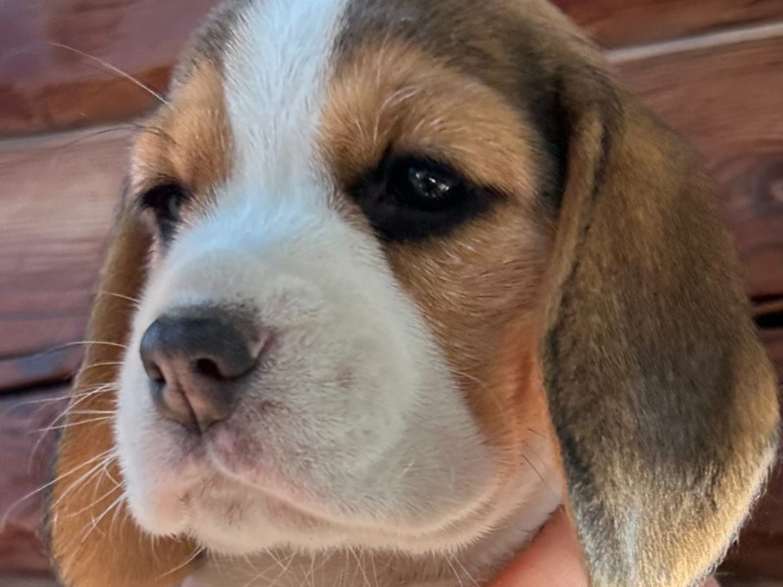 Beagle · Hallstahammar · Lena Linder