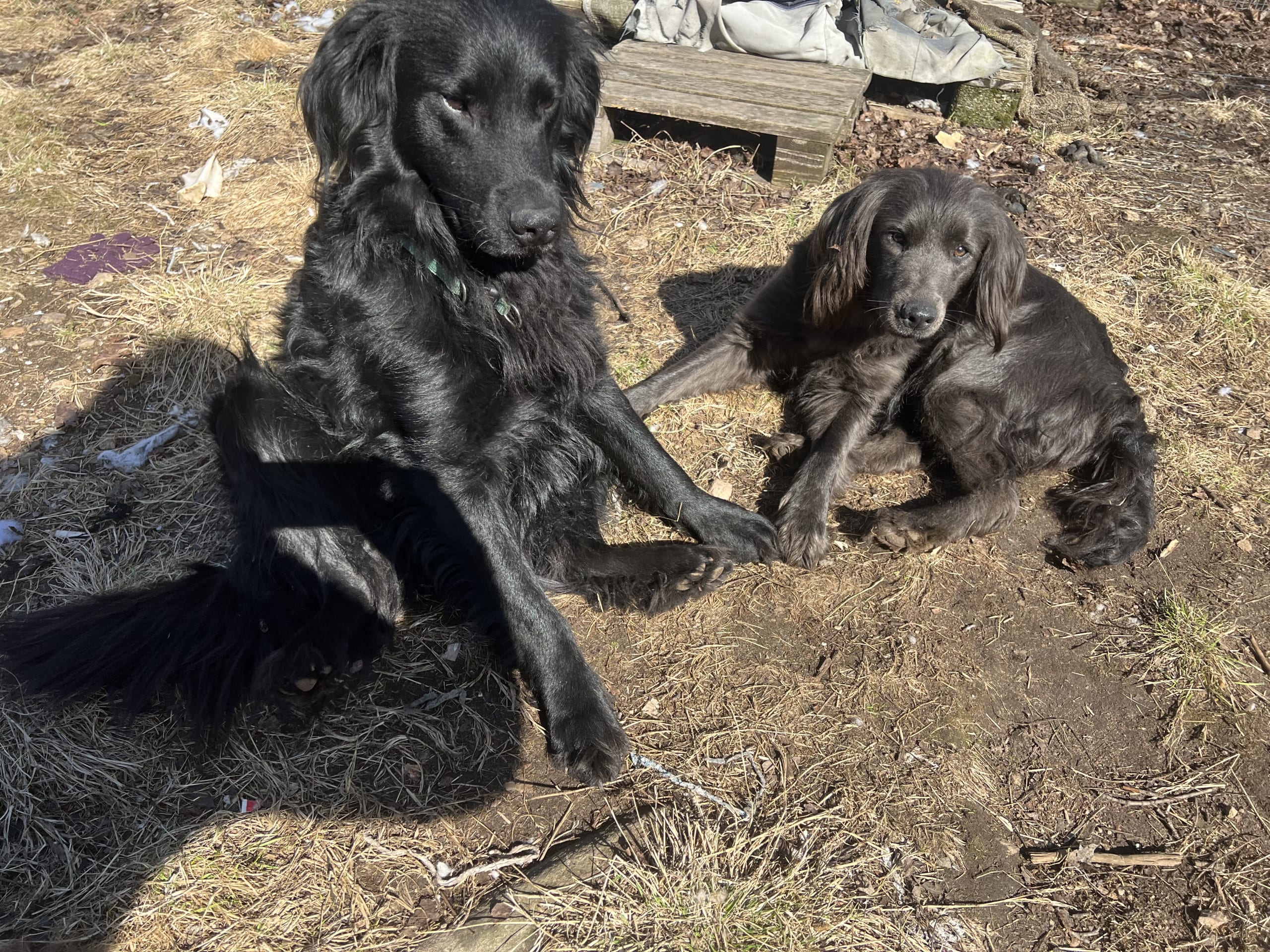 Blandras labrador, Newfoundland och bordercollie · Kil · Inget namn