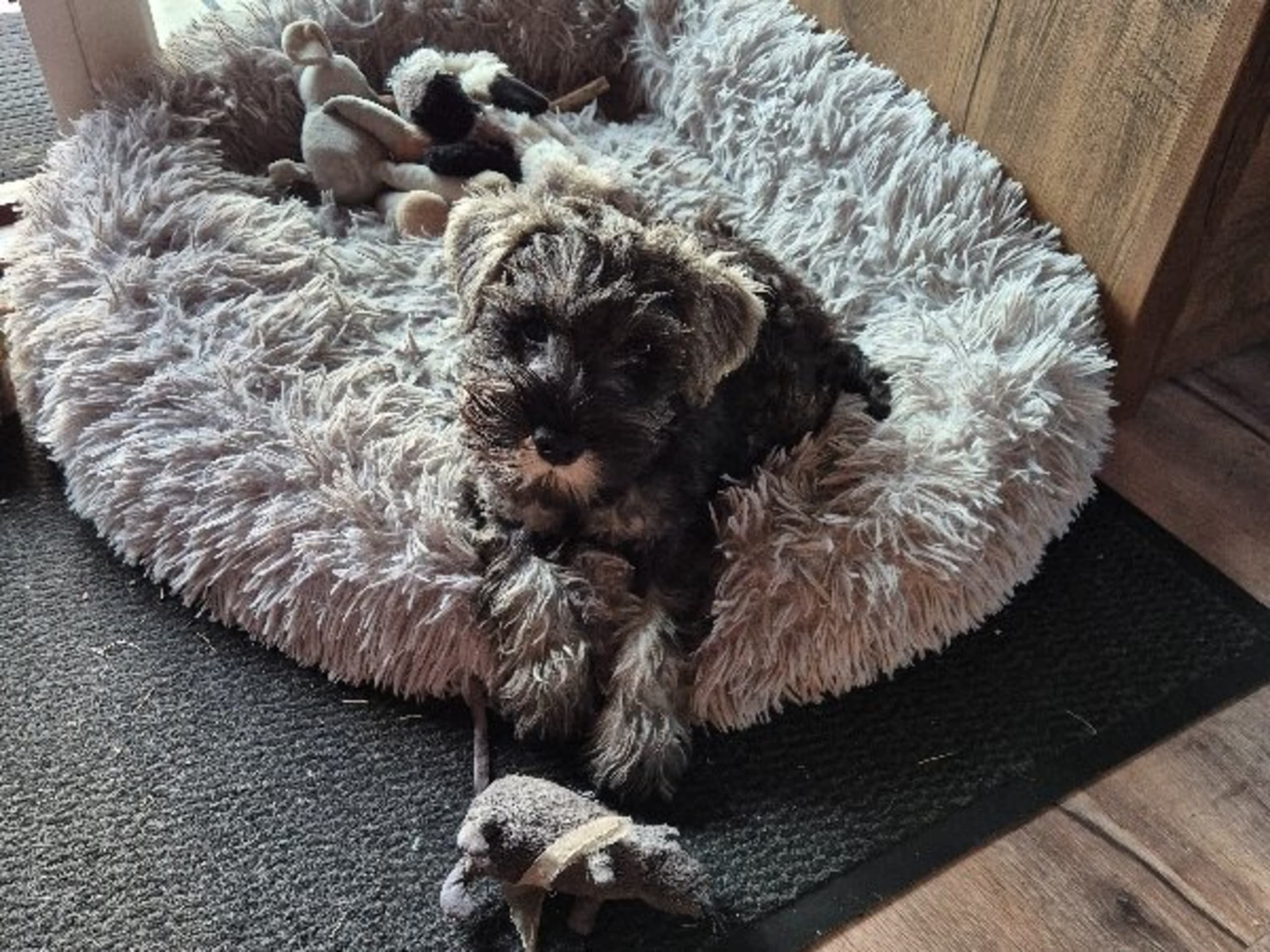Dvergschnauzer