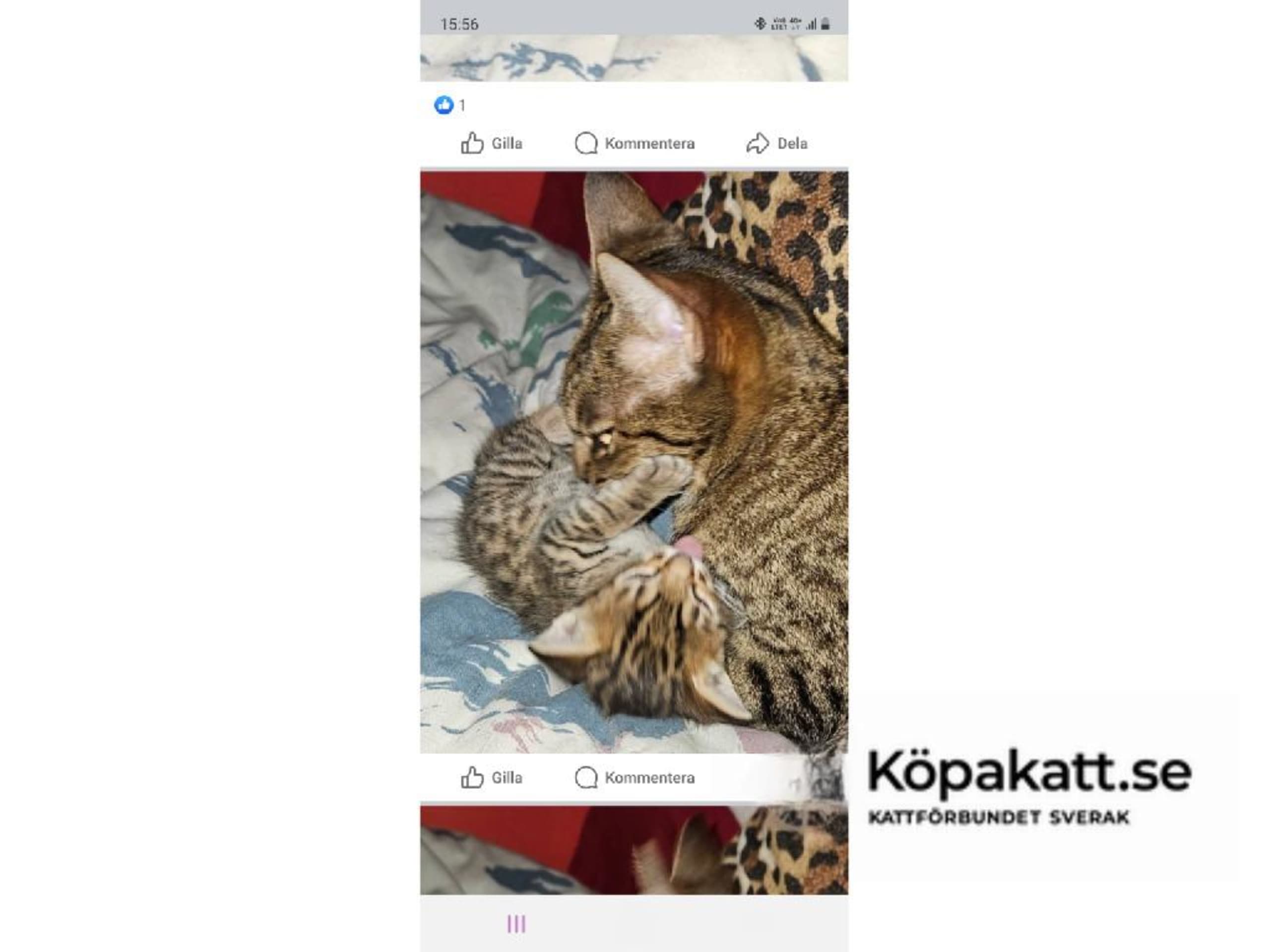 Ocicat · Göteborg · S*Wagga Wagga's