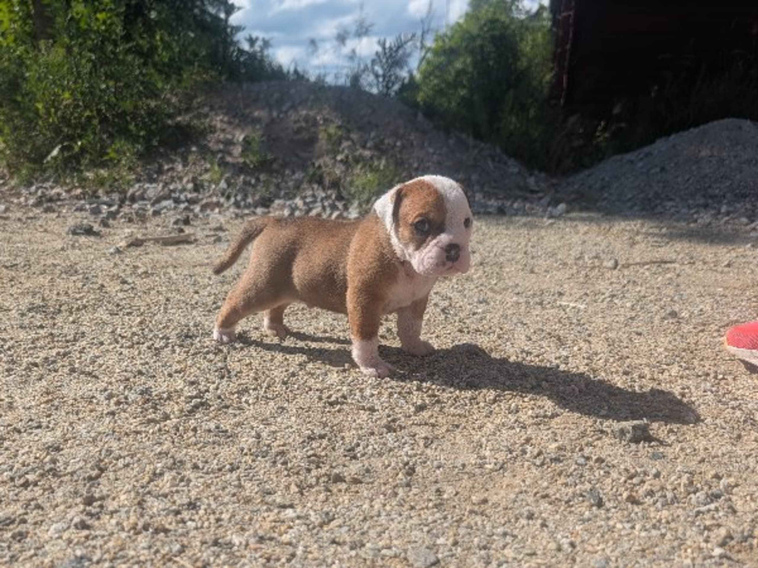 Continental Bulldog · öjebyn · Bennstaff