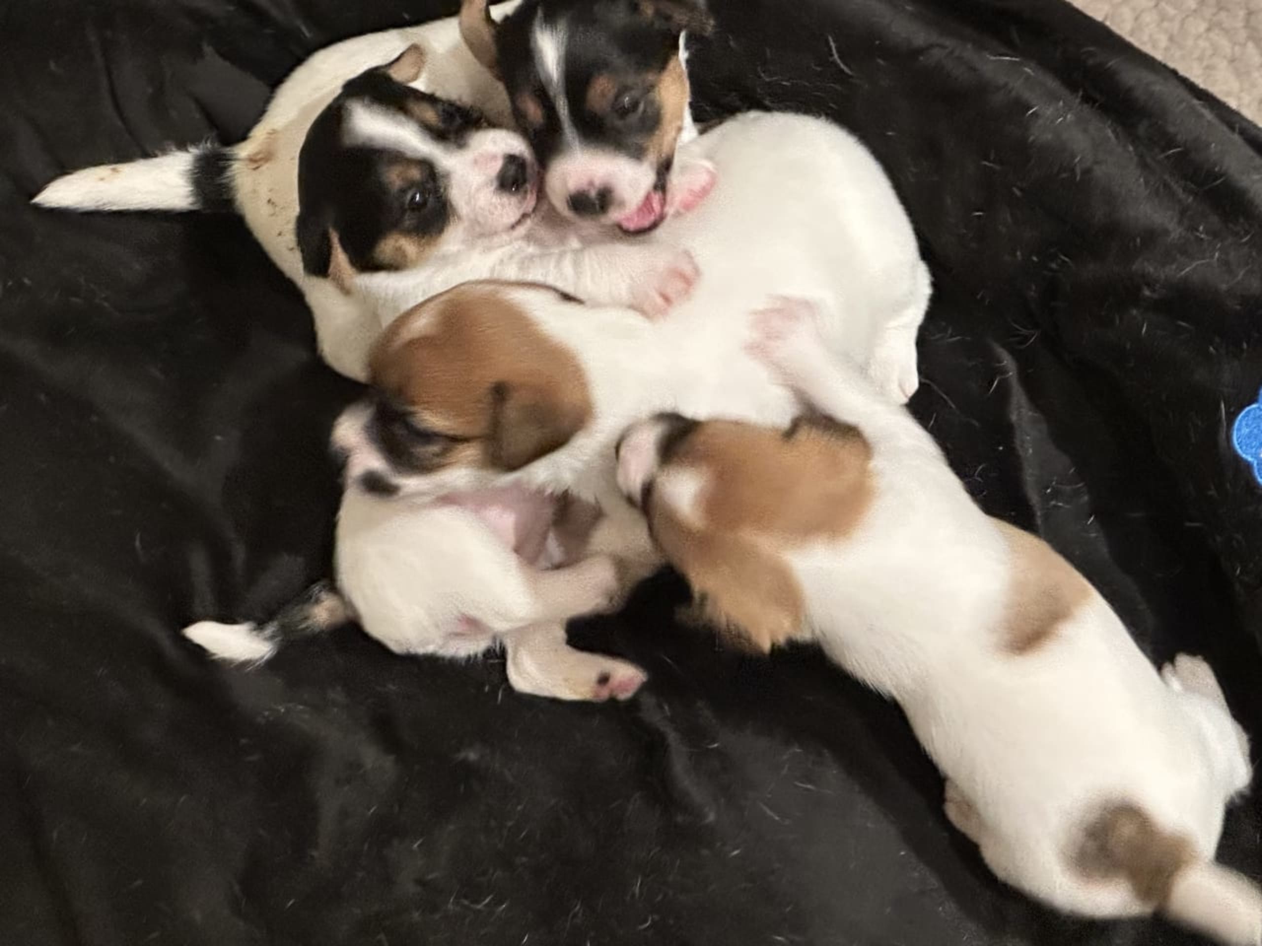 LIMELIGHT Kennels